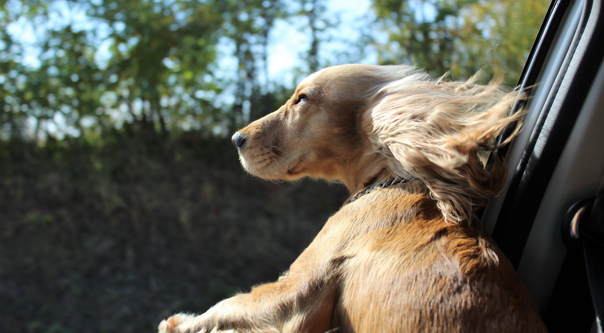 Dog with fresh food — Marleybones