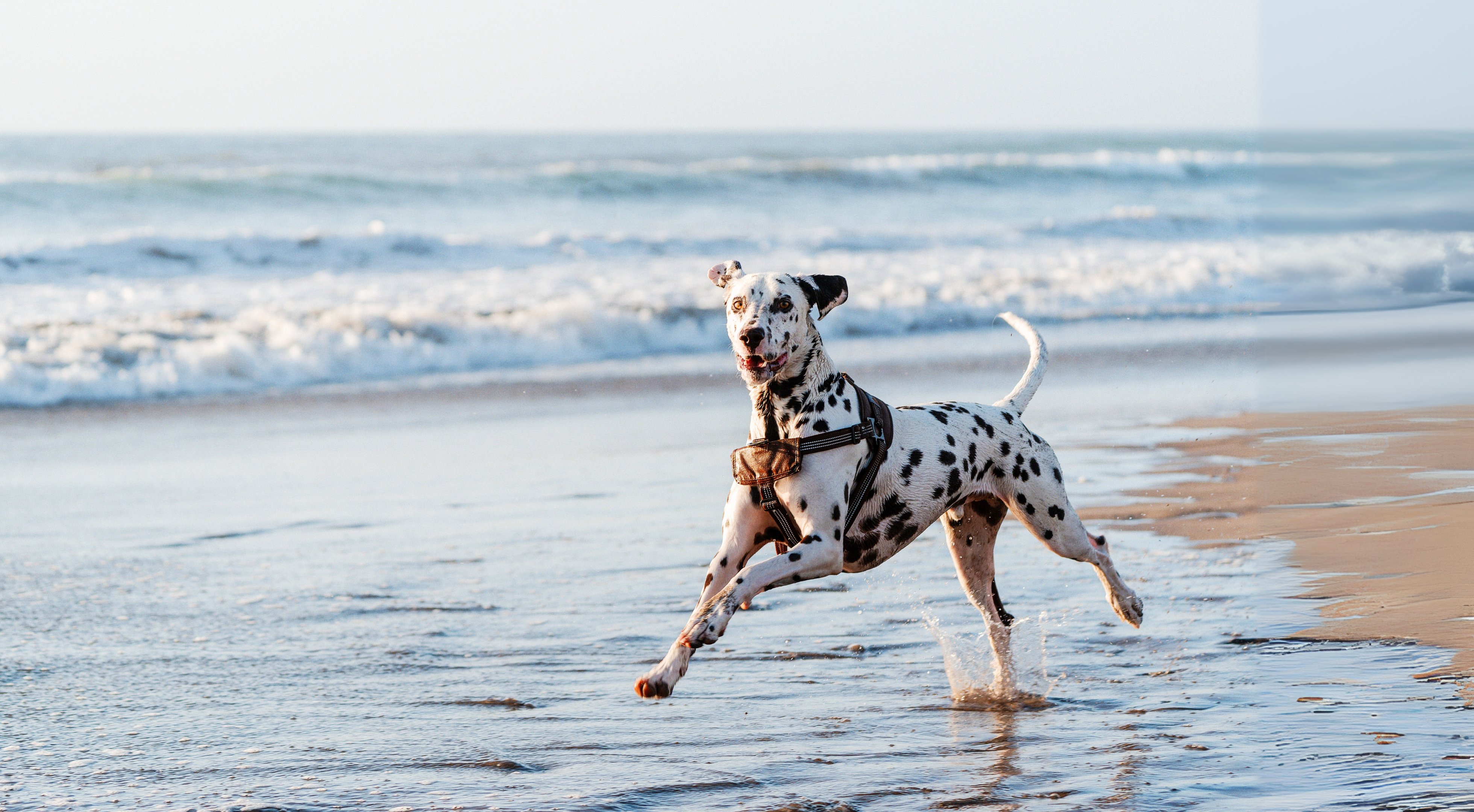 How to Plan a Dog-Friendly Vacation: Tips for a Paw-some Getaway