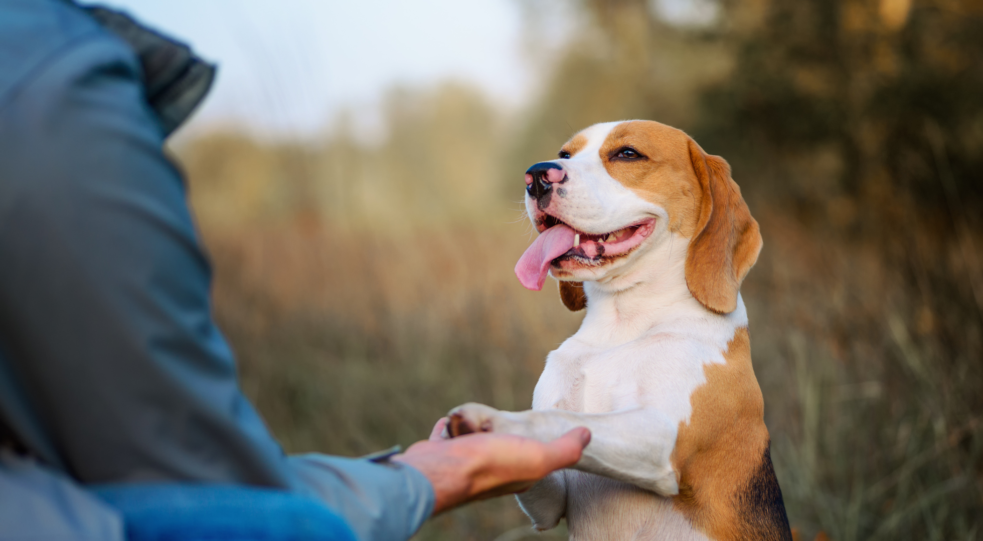 Fresh dog food for dogs — Marleybones