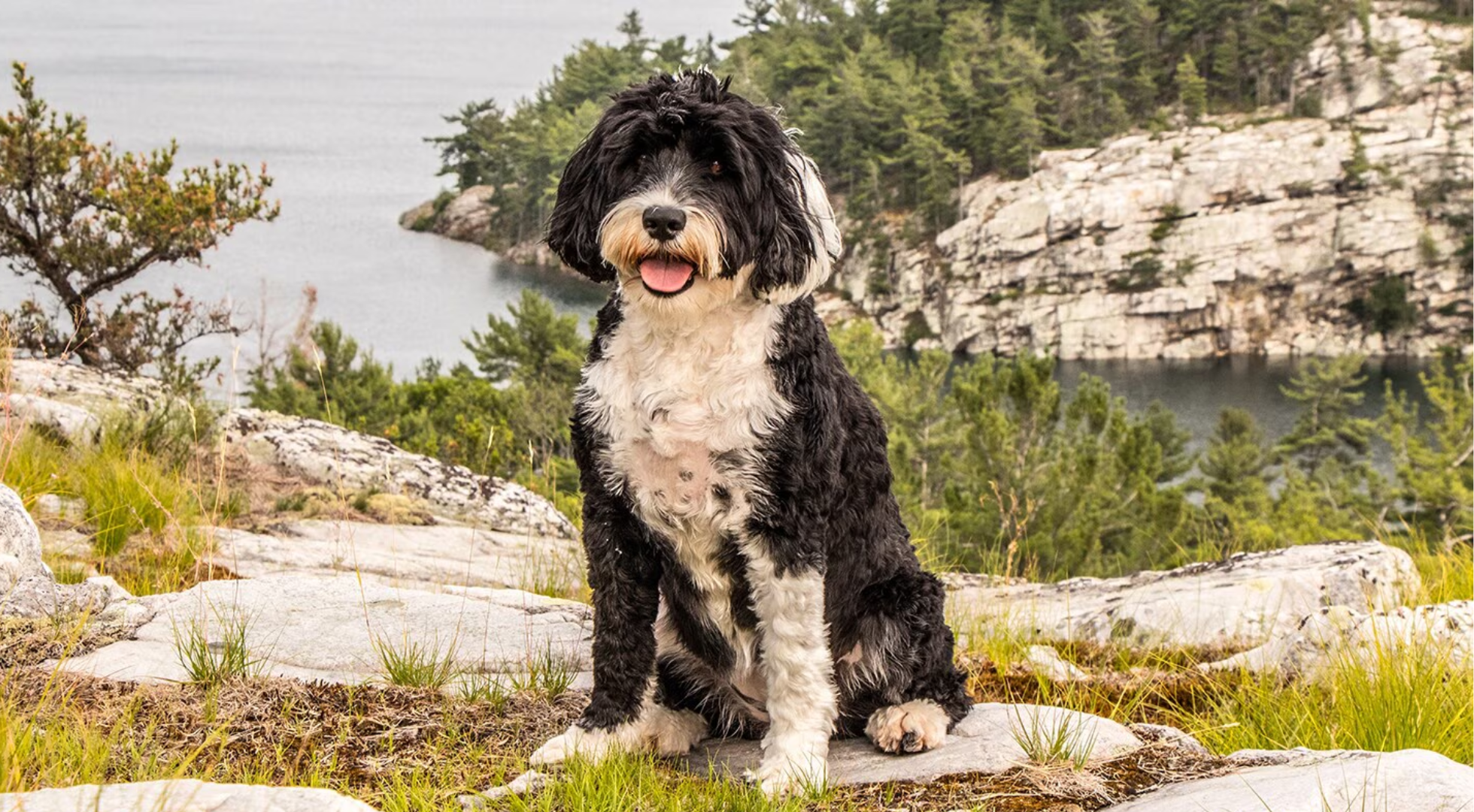 Fresh dog food for dogs — Marleybones