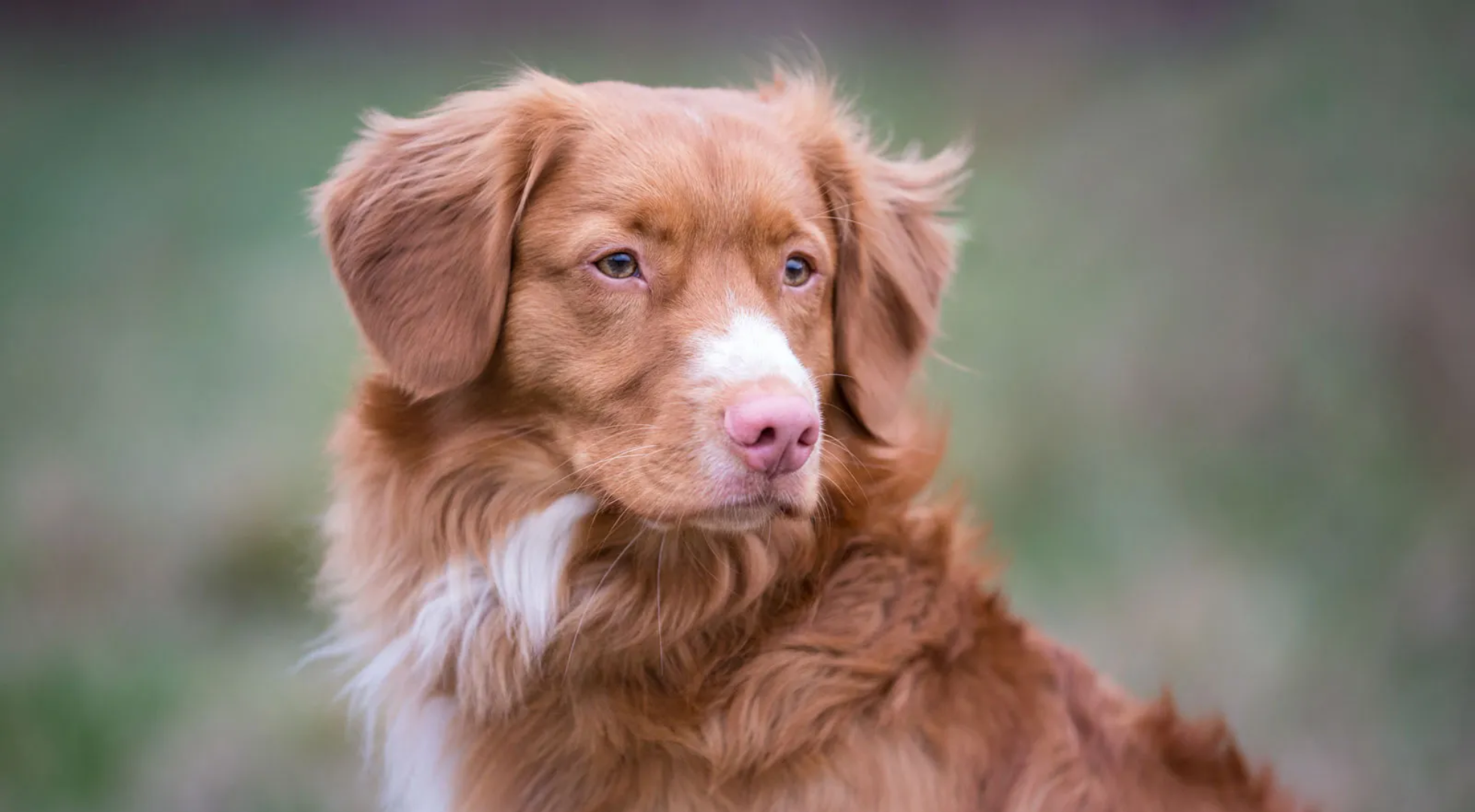 Fresh dog food for dogs — Marleybones