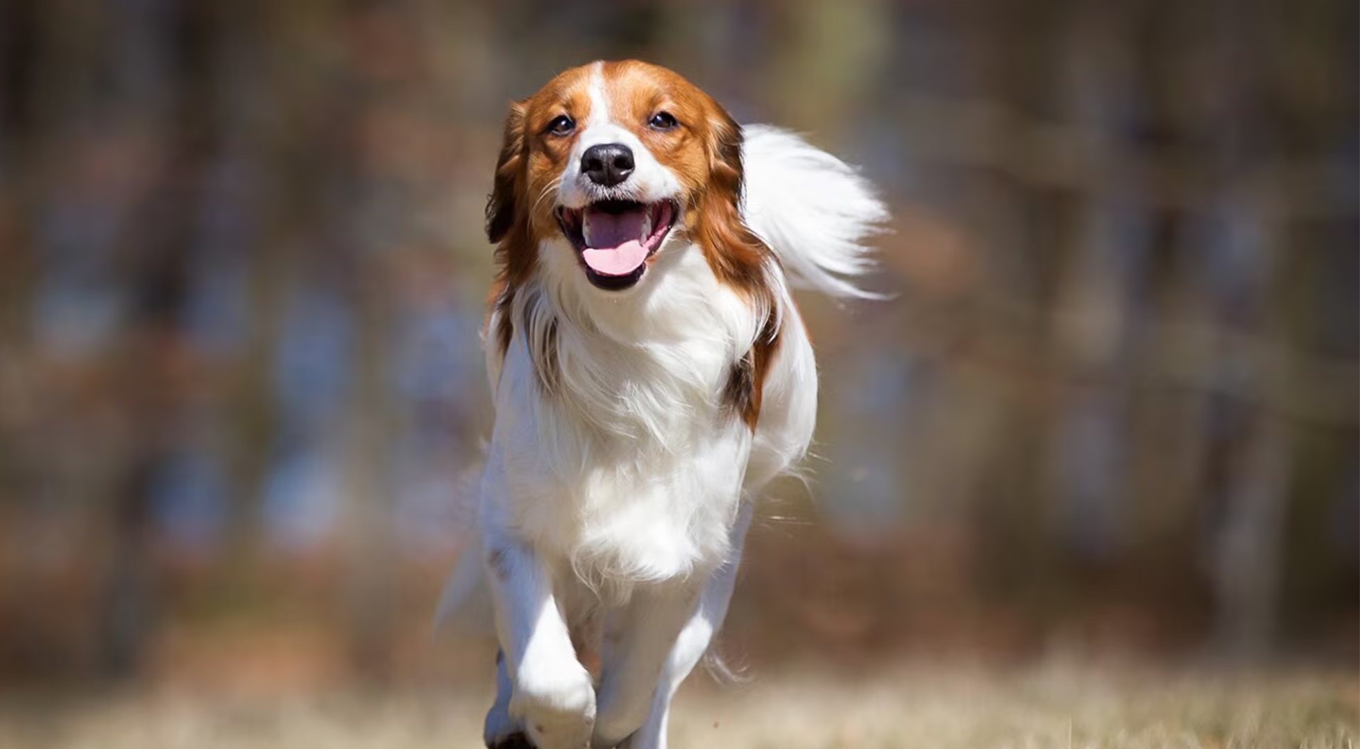 Fresh dog food for dogs — Marleybones