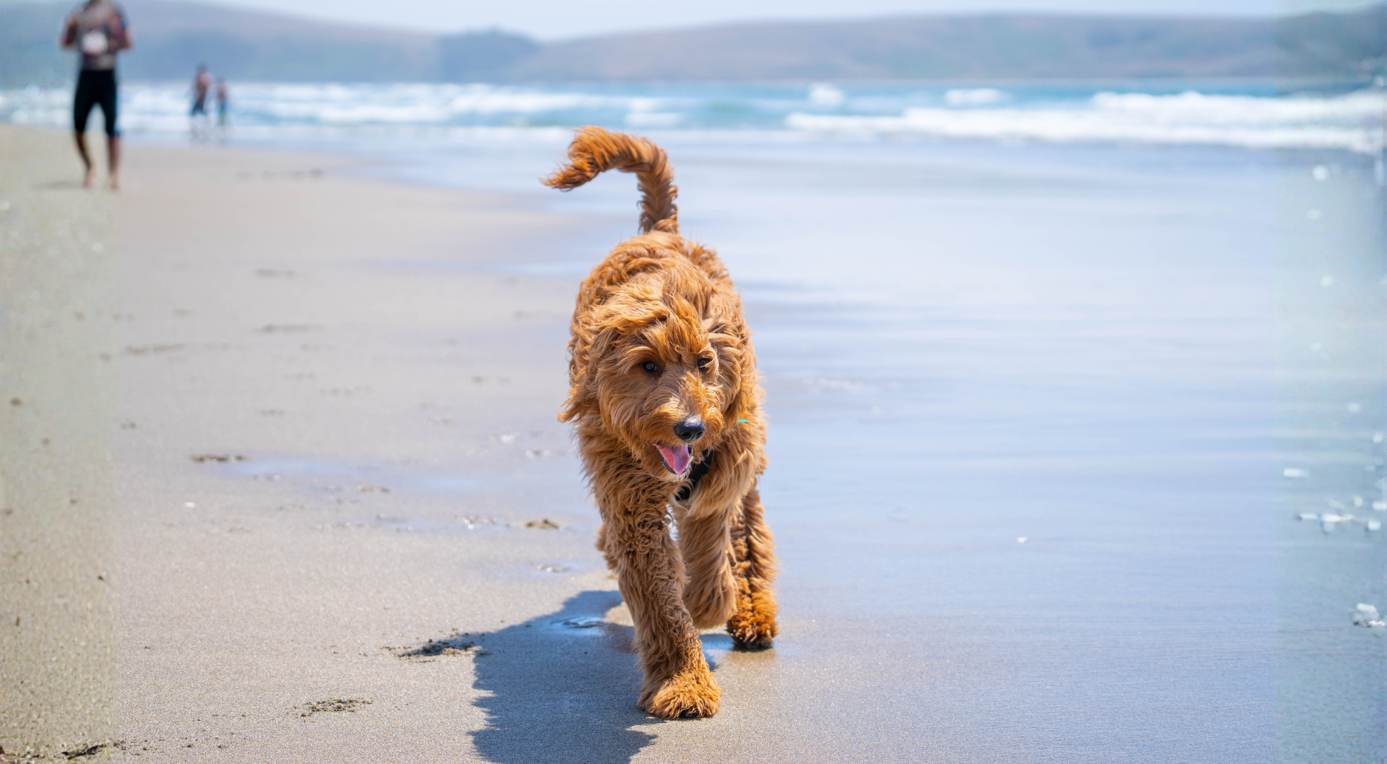 Fresh dog food for dogs — Marleybones