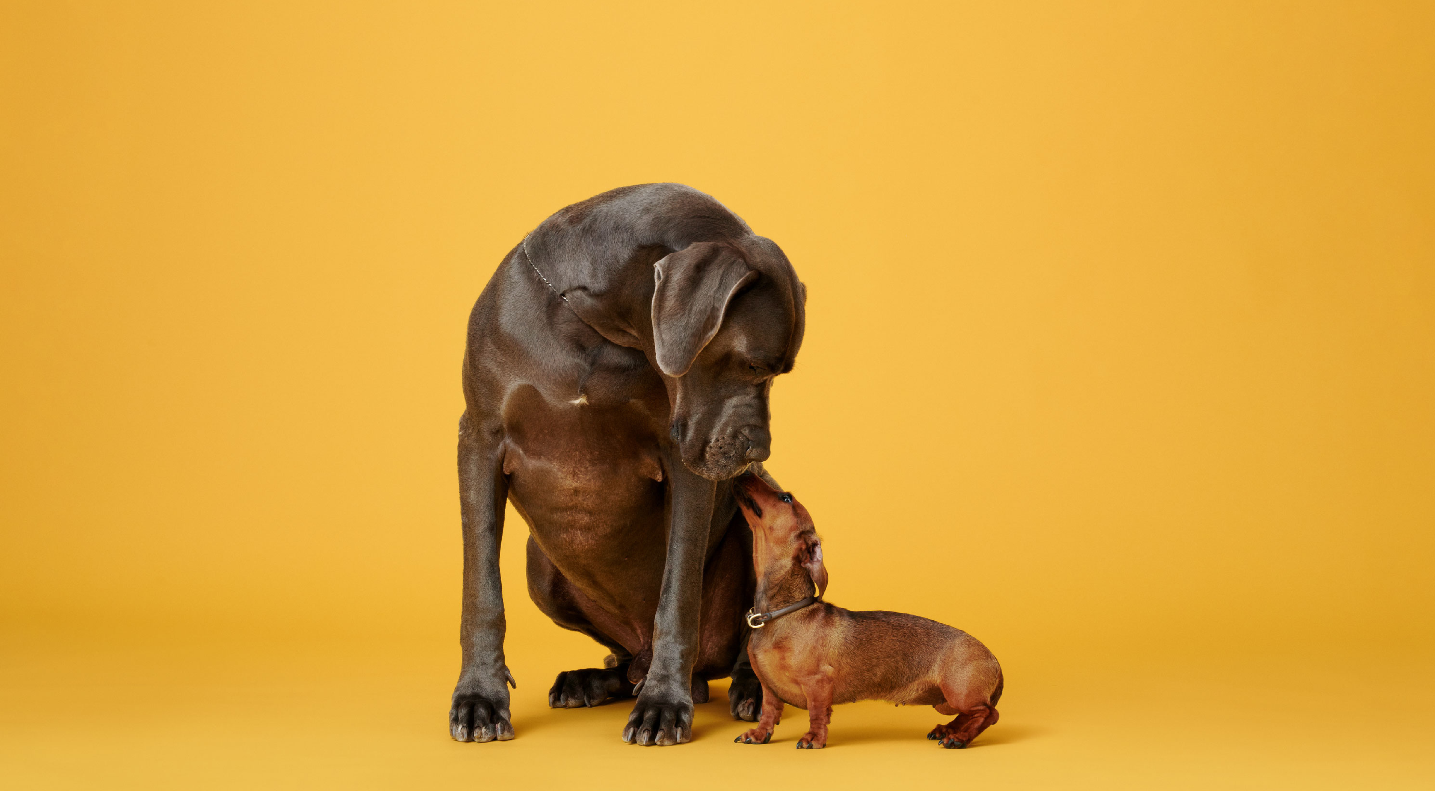 9 Habits You Should Stop Doing Now As A Dog Owner: Key Changes for Your Pet's Well-being
