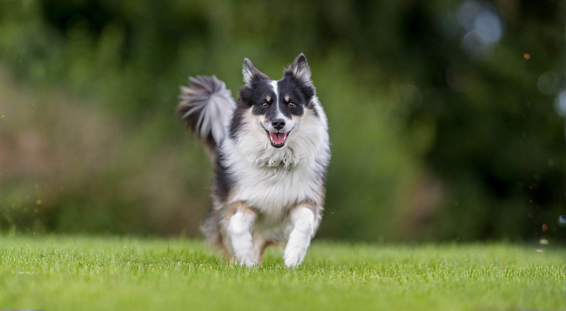 Fresh dog food for dogs — Marleybones