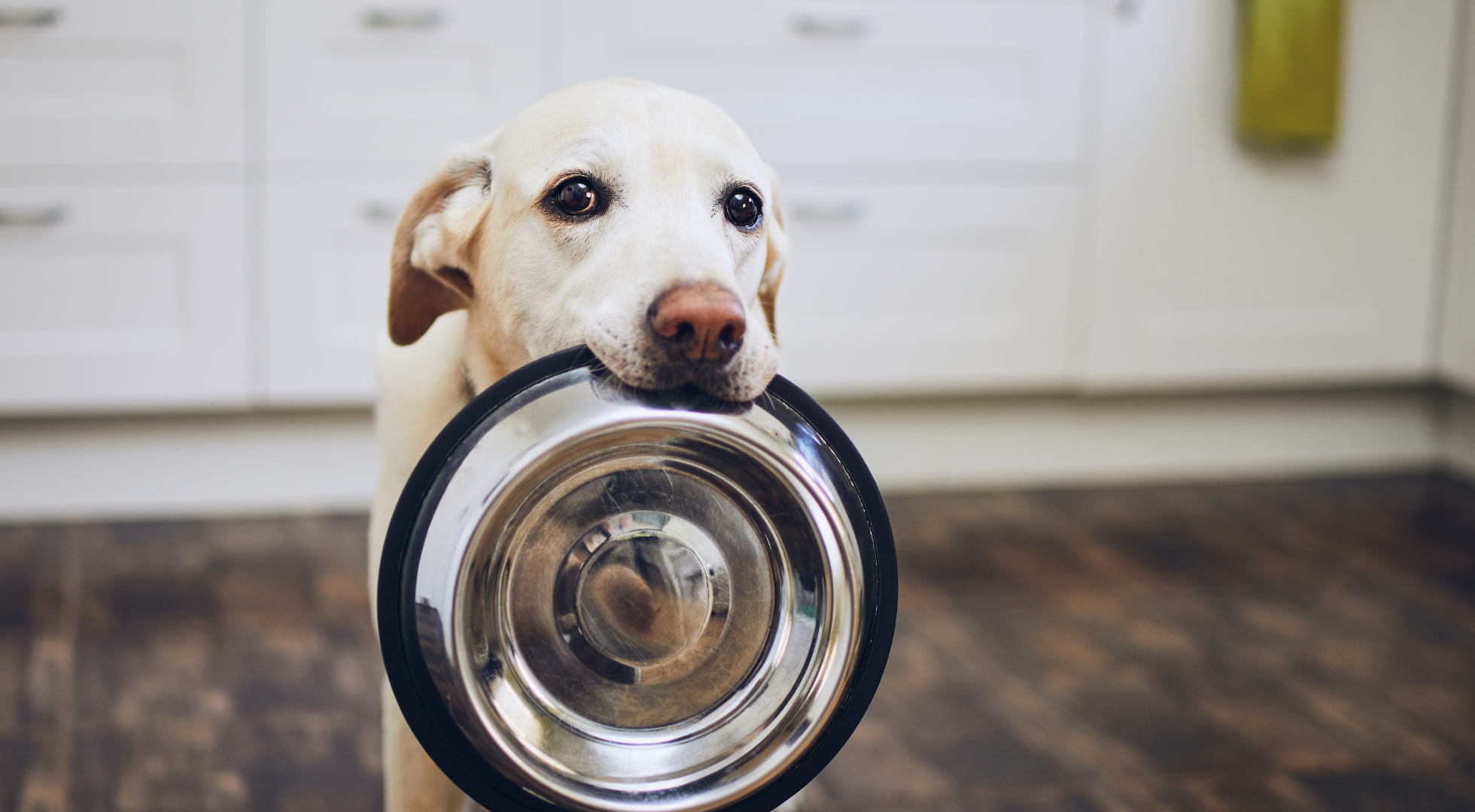 Fresh dog food for dogs — Marleybones