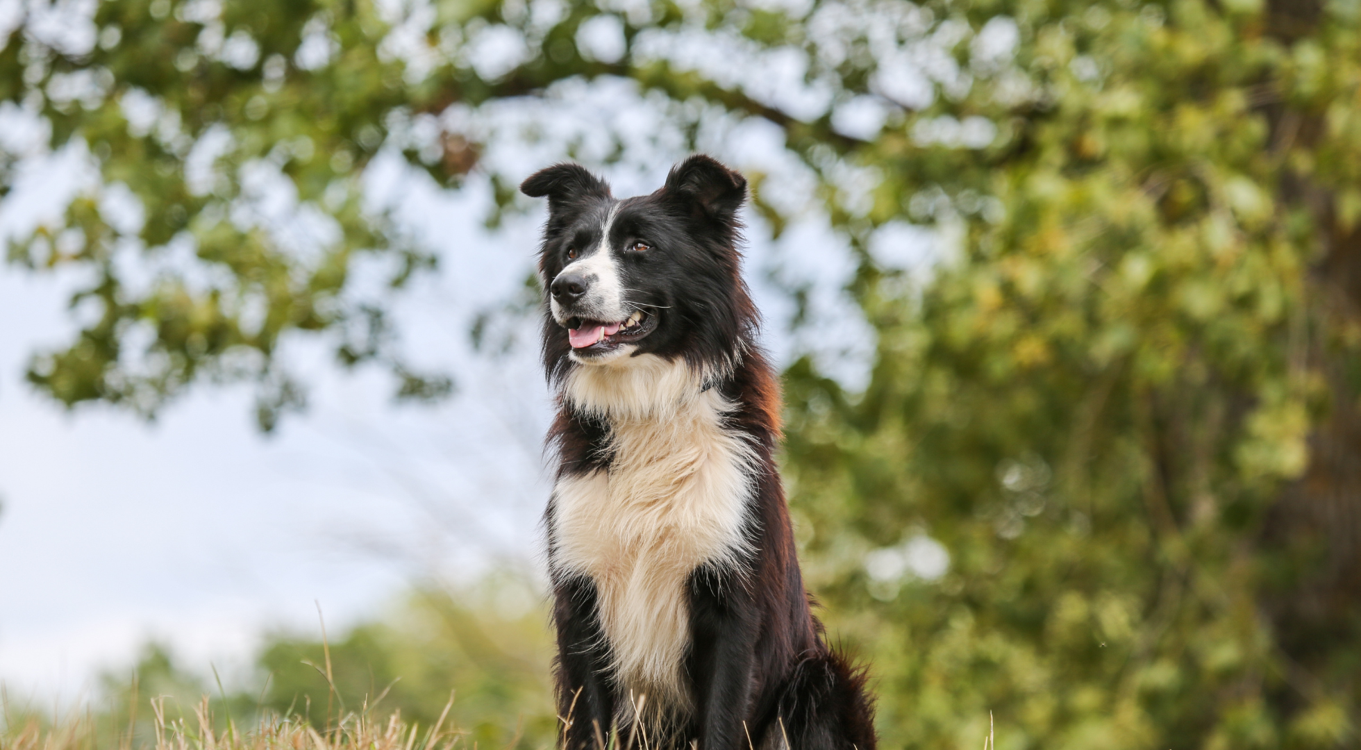 Fresh dog food for dogs — Marleybones