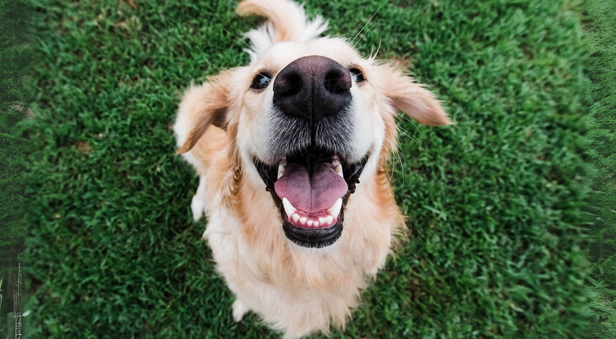 Fresh dog food for dogs — Marleybones