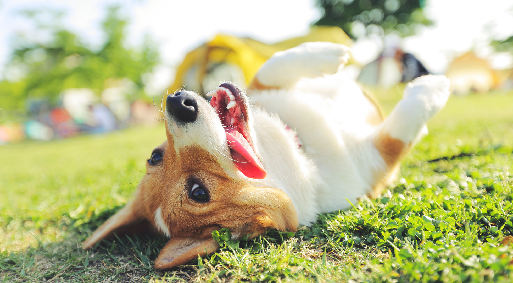 Fresh dog food for dogs — Marleybones