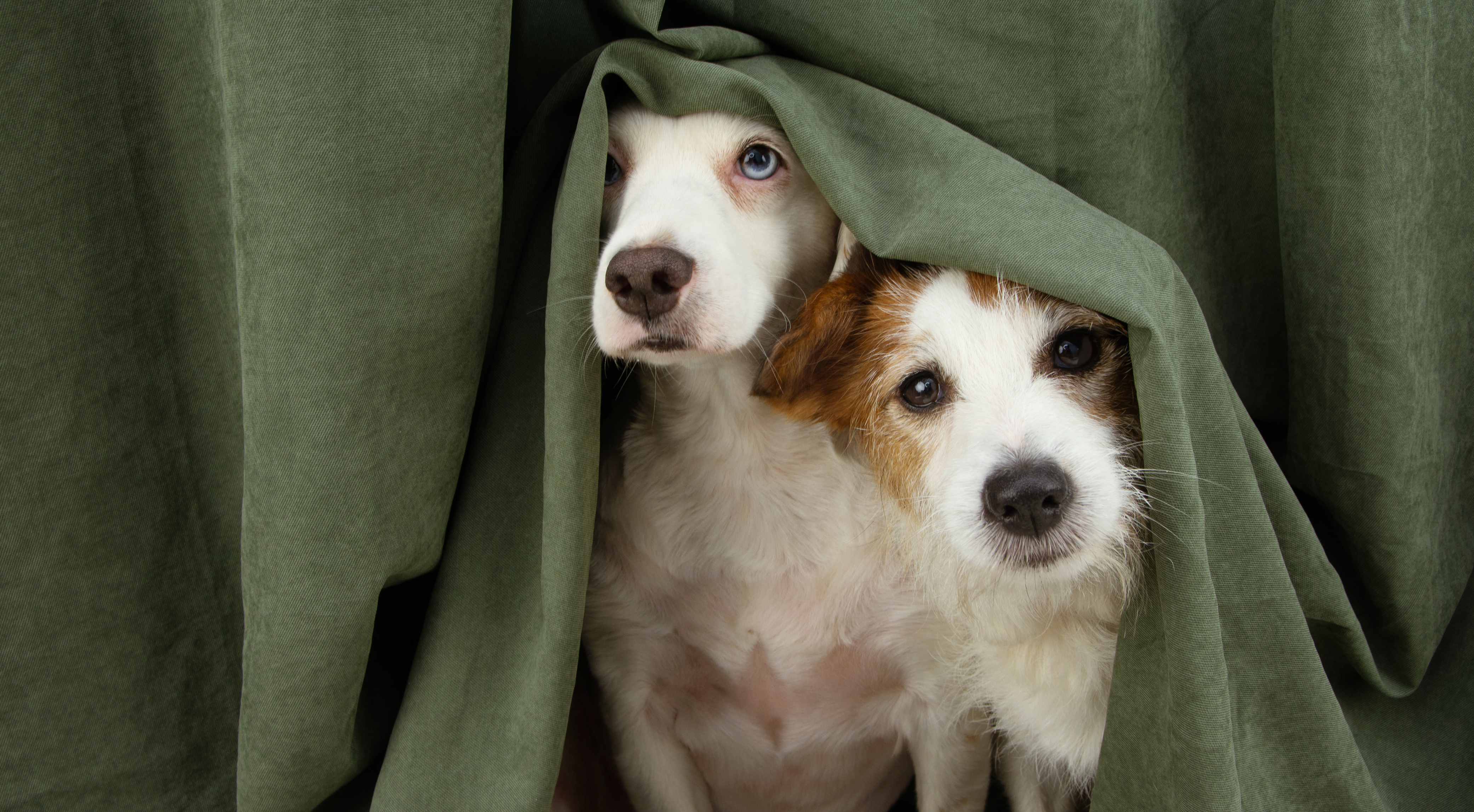Dealing With Dog Anxiety and Stress