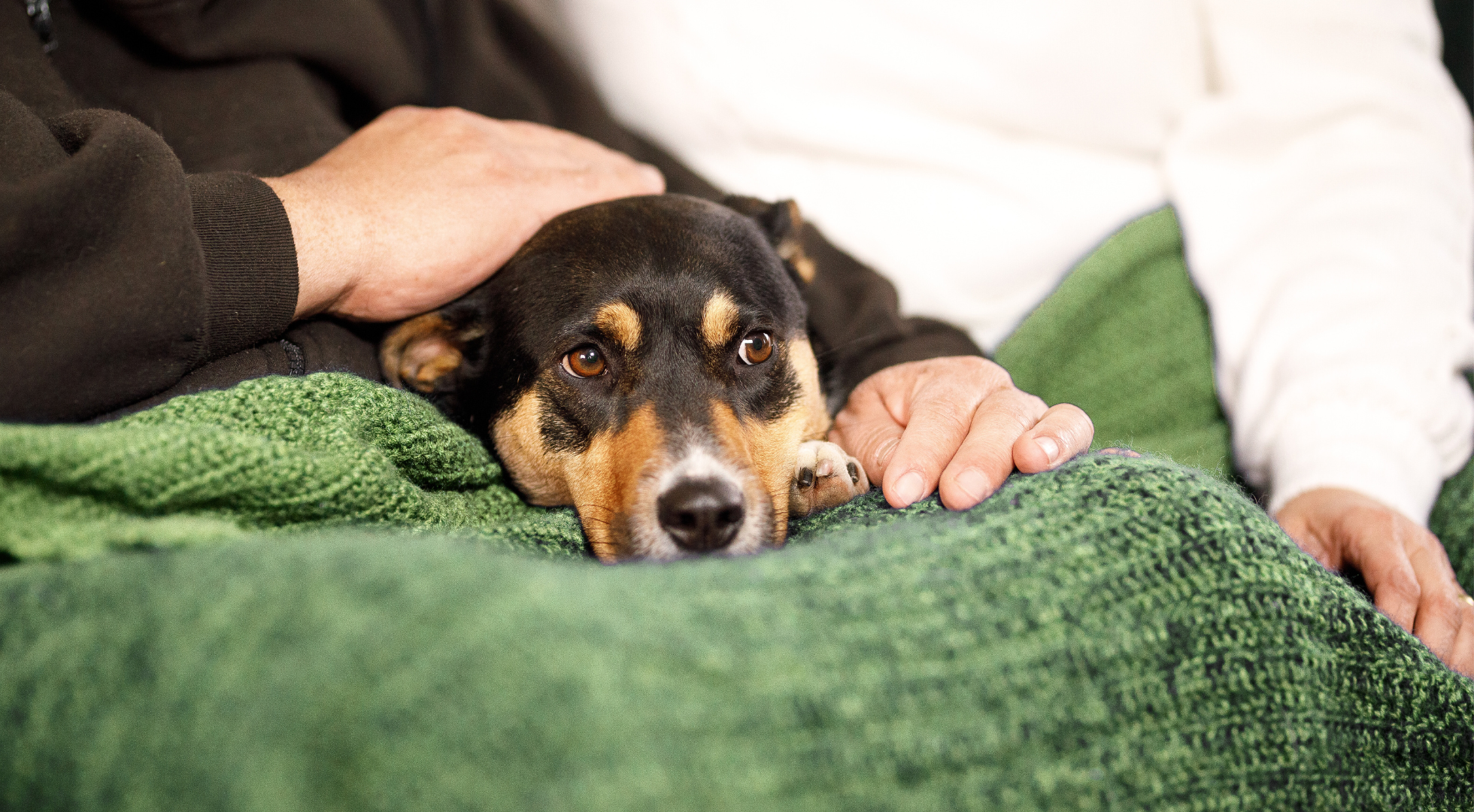 Why Does My Dog Lay On My Feet? Understanding Canine Behaviour