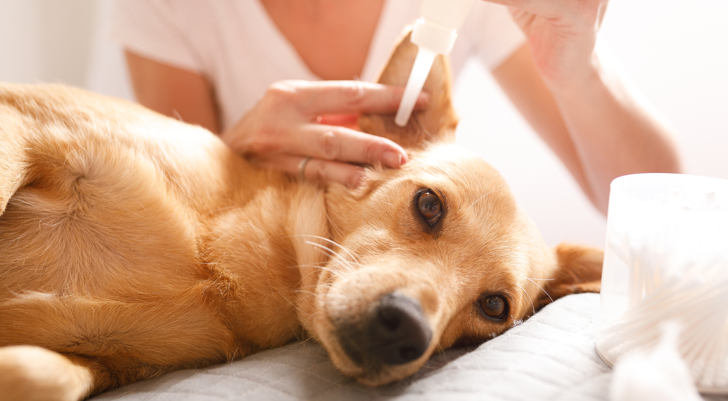 How To Clean Your Dog’s Ears Safely: A Step-by-Step Guide