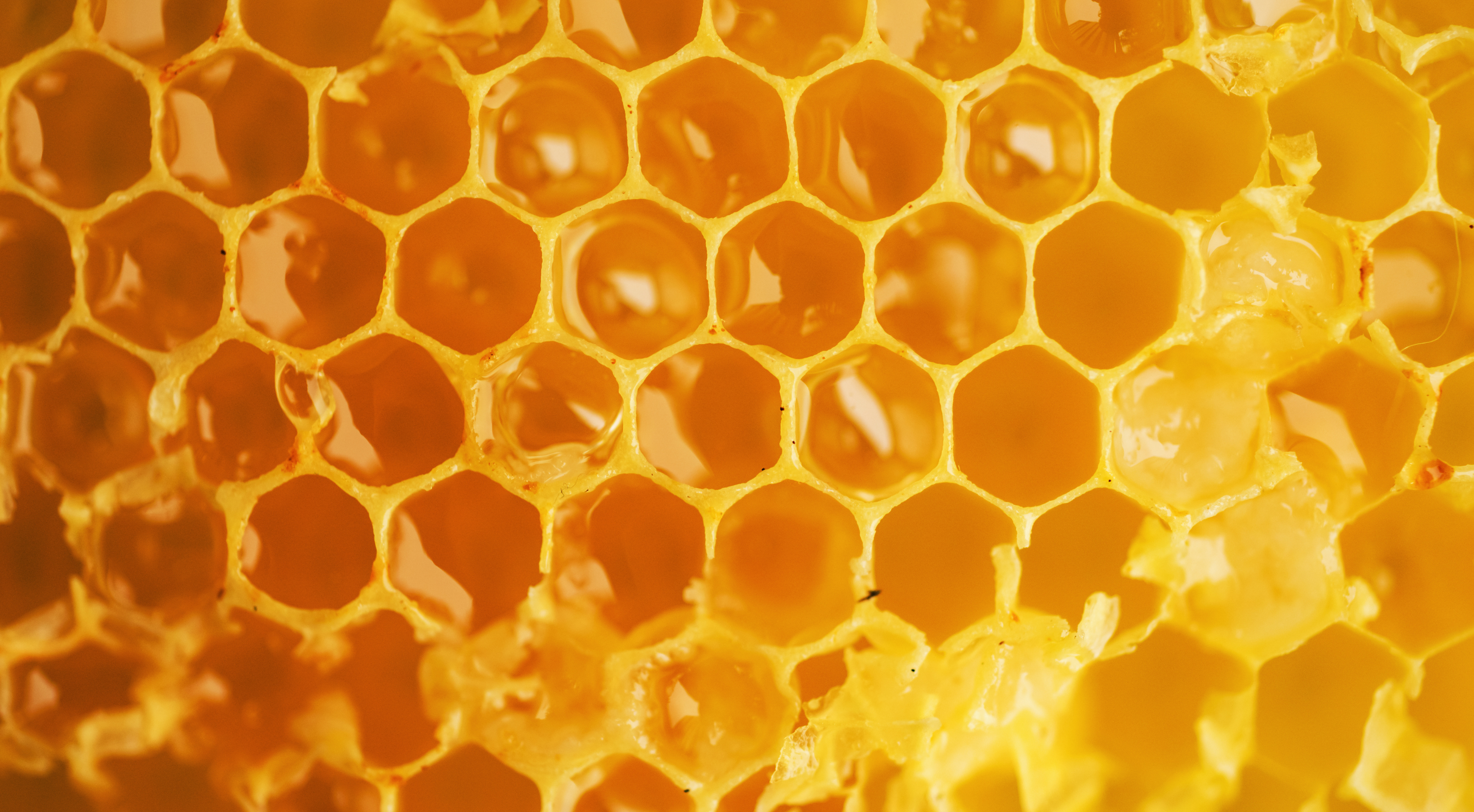 Can My Dog Eat Honey? The Sweet Truth
