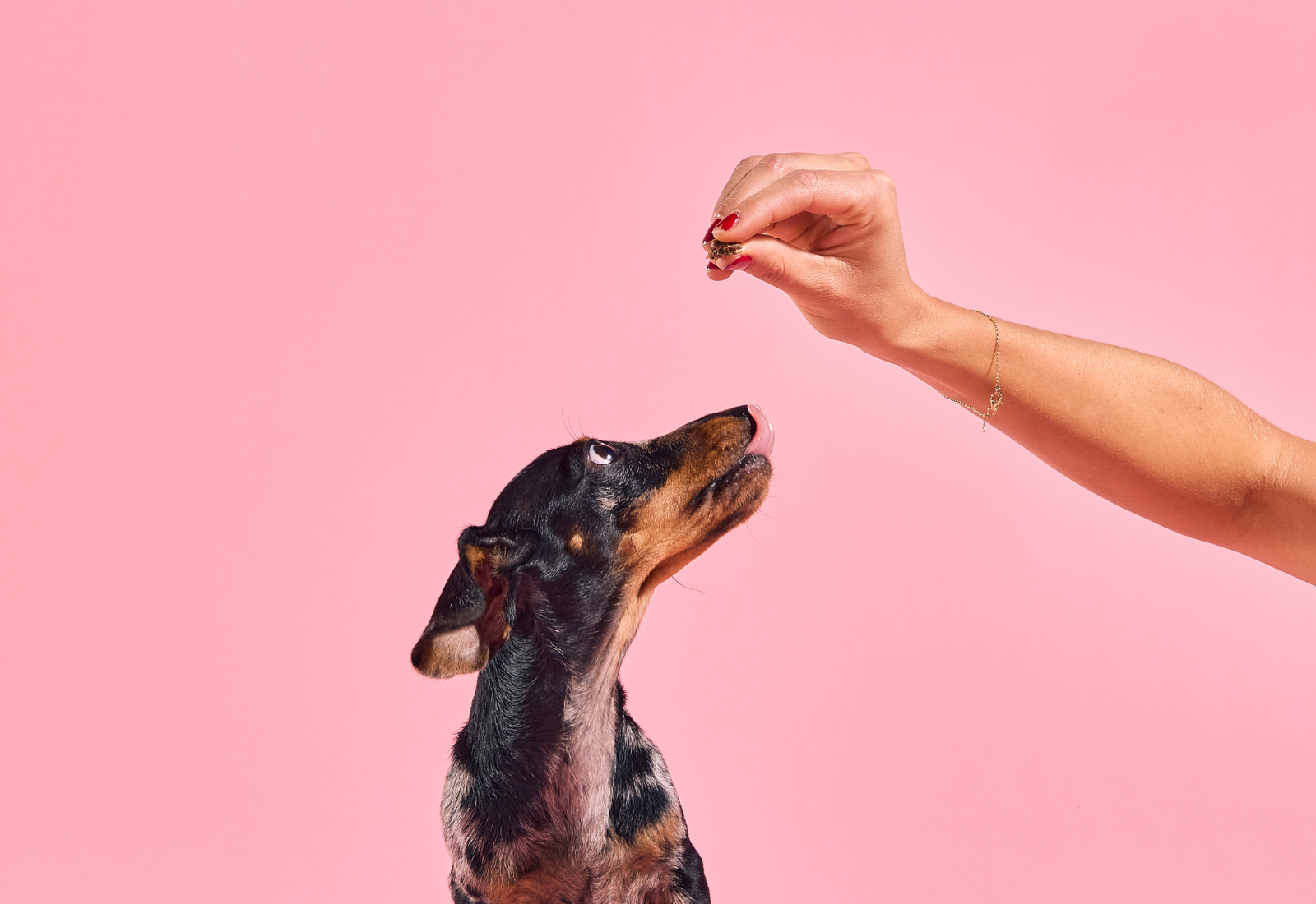 What Dog Treats Are Safe For Puppies? Your Guide to Puppy-Friendly Snacking