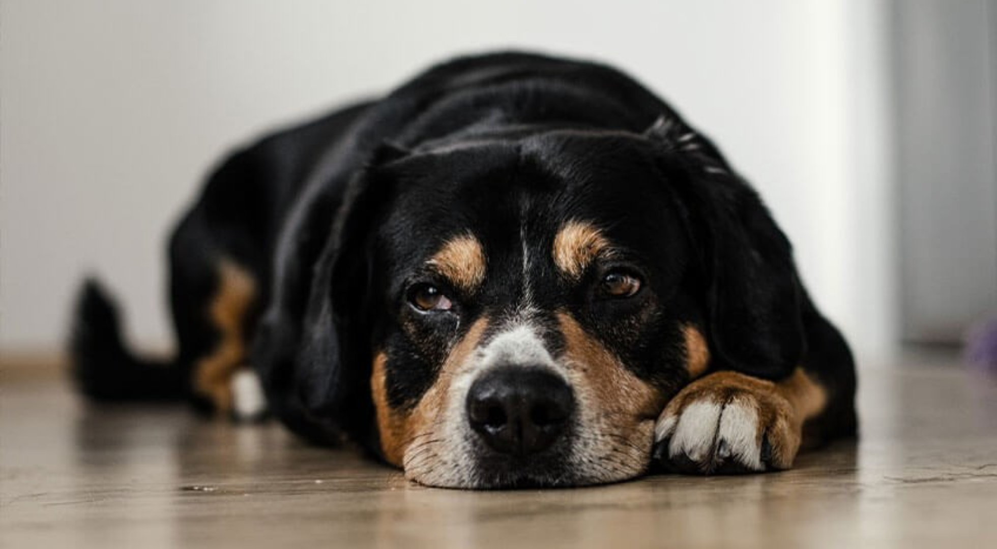 What Should I Feed a Dog with a Sensitive Stomach?