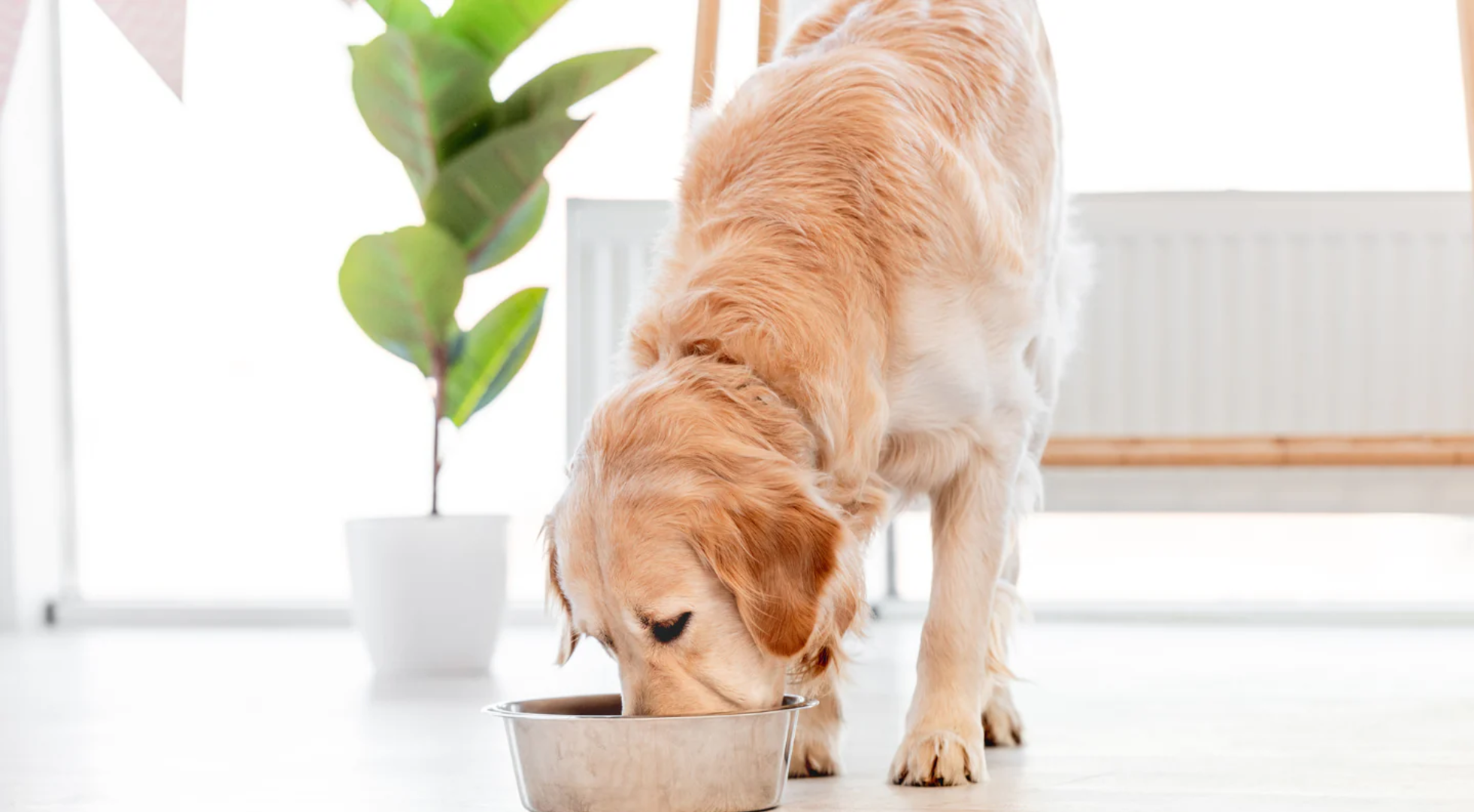 Best Dog Food for Sensitive Stomachs in the UK (2026)