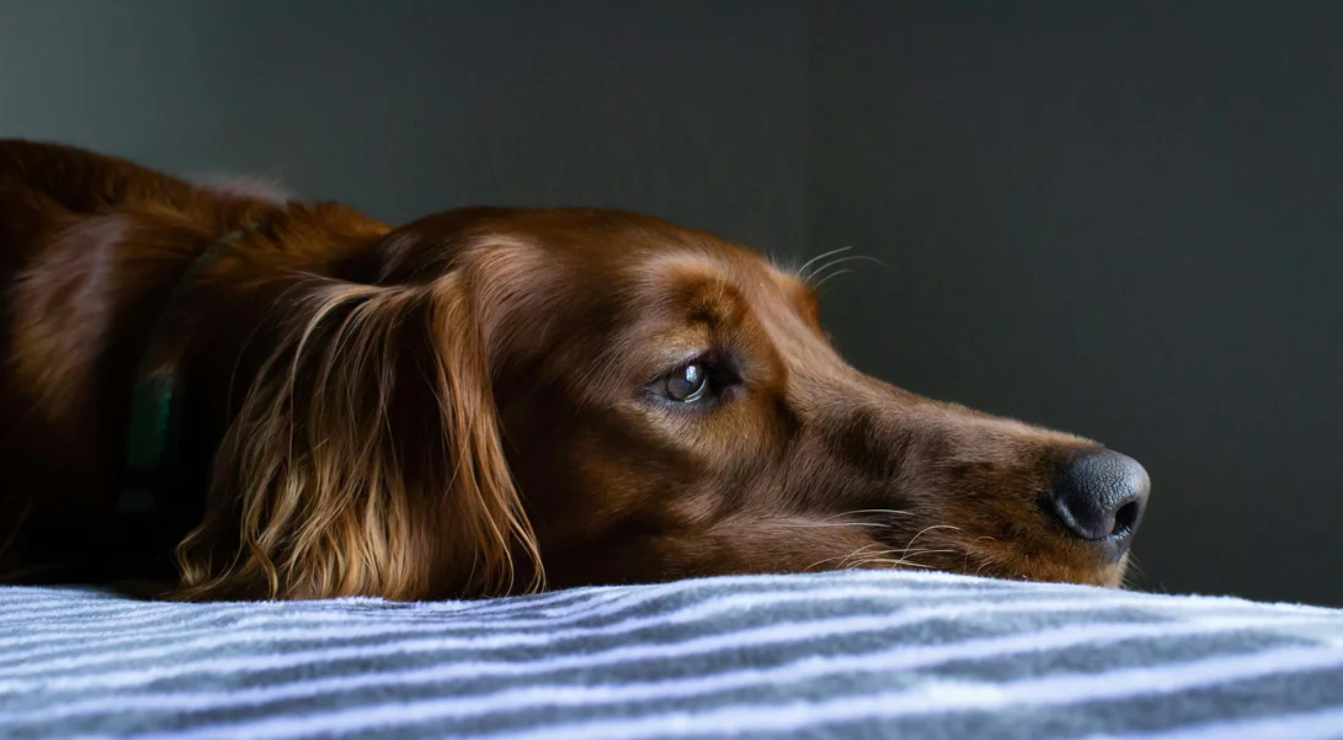 Sensitive Stomach in Dogs: The Complete Guide to Gut Health and Diet
