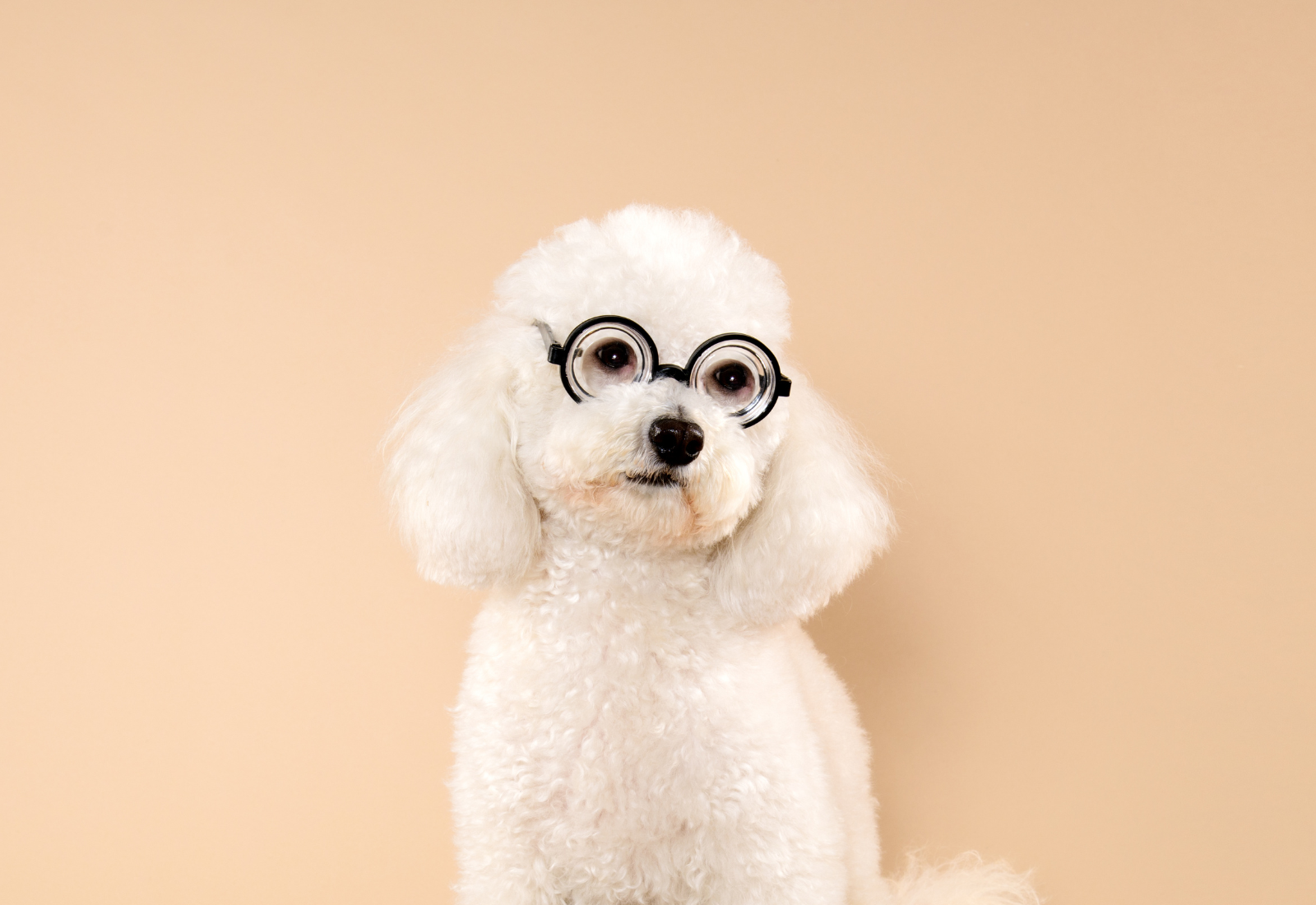 11 of the Smartest Dog Breeds: A Ranking for Canine Intellect Enthusiasts