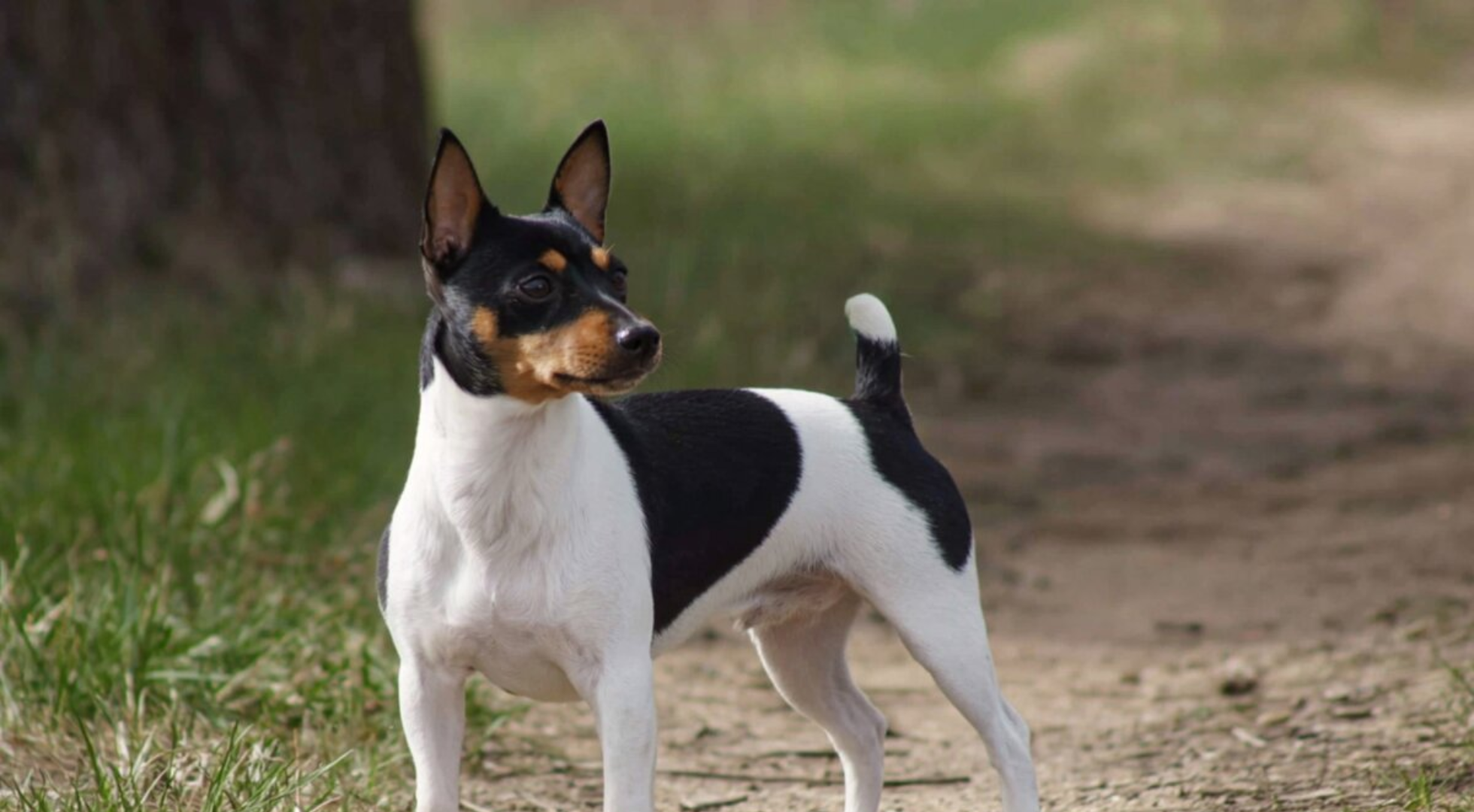 What is the best dog food for a Teddy Roosevelt Terrier?