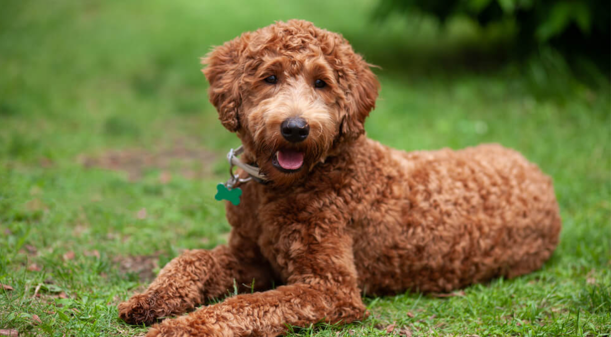 What is the best dog food for a Labradoodle?