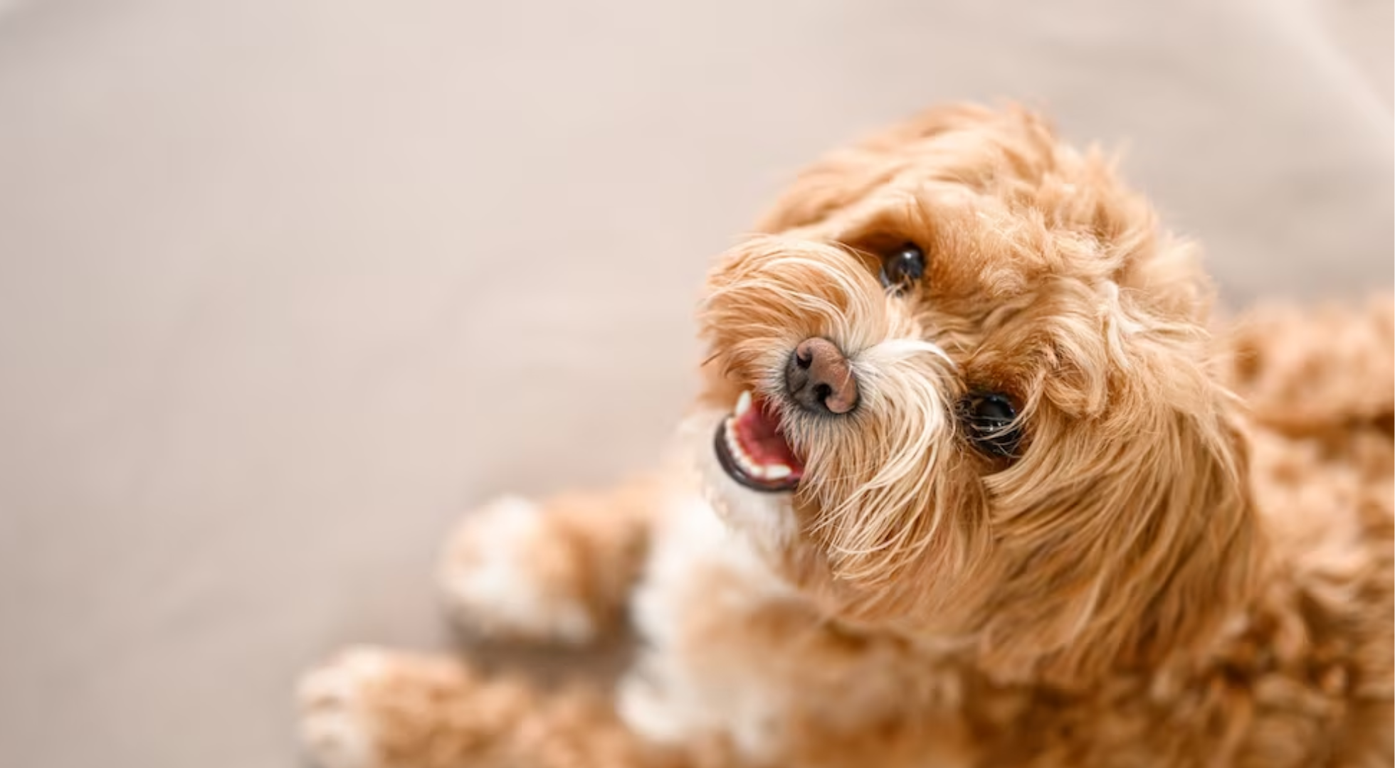 Maltipoo