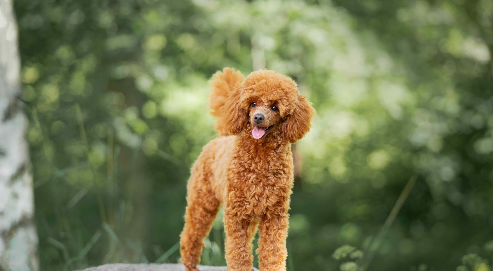 Poodle