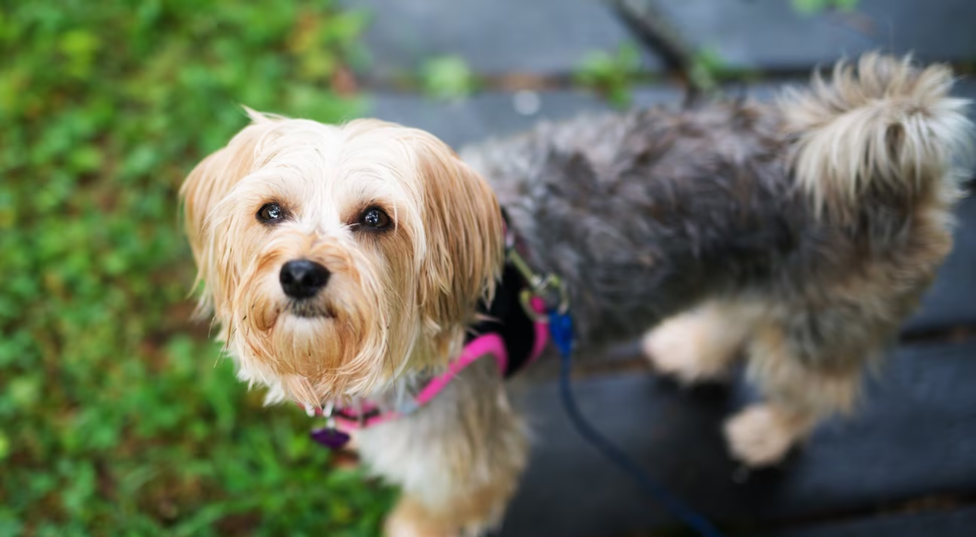 What is the best dog food for a Morkie?