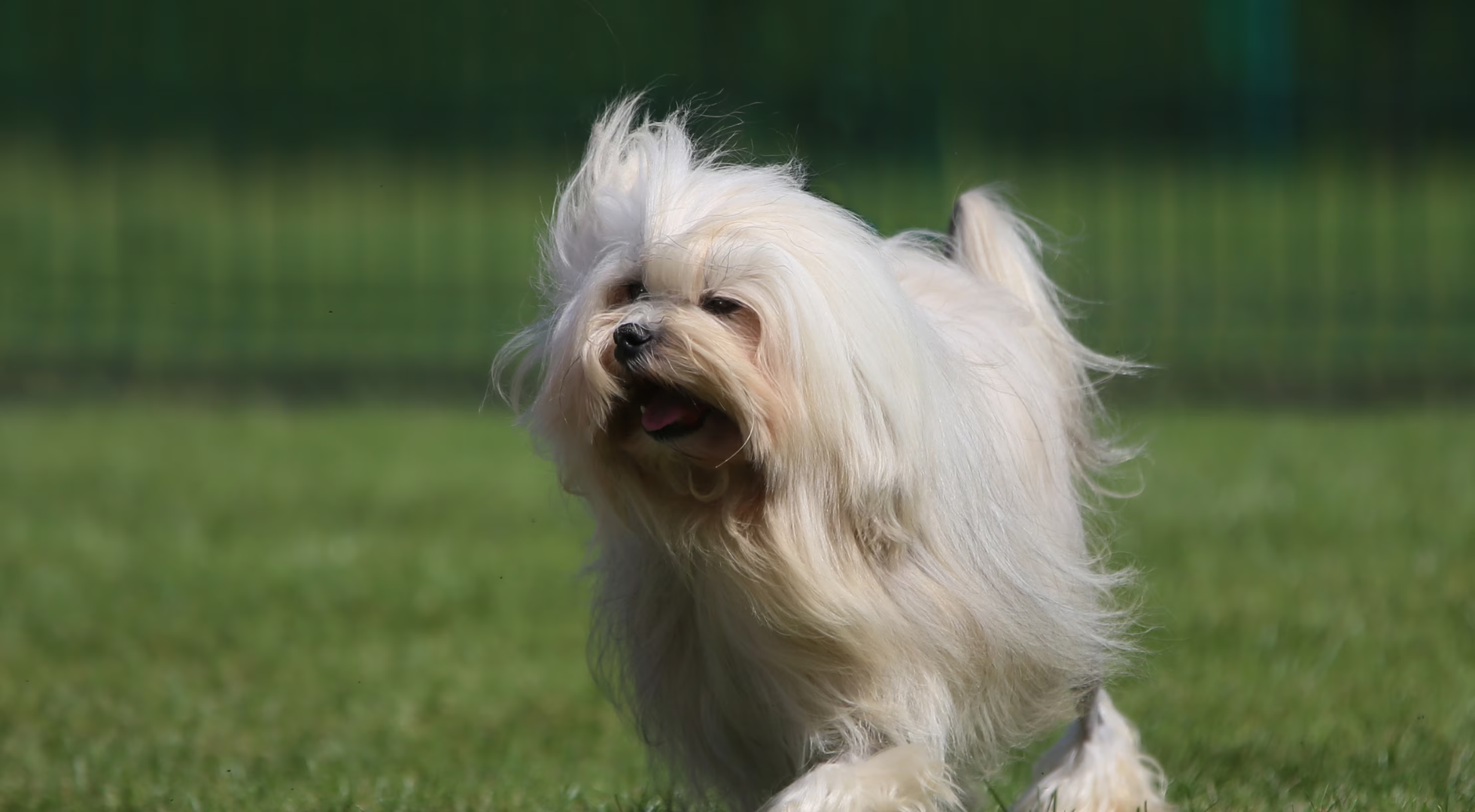What’s the best dog food for Löwchen?