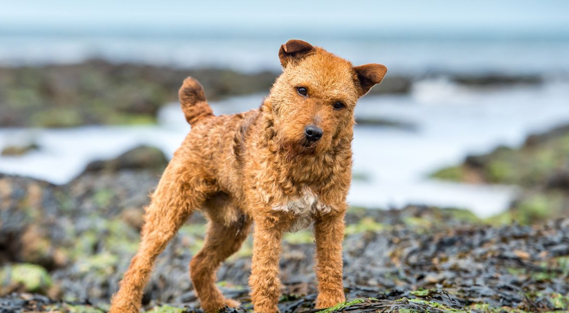 What’s the best dog food for a Lakeland Terrier?