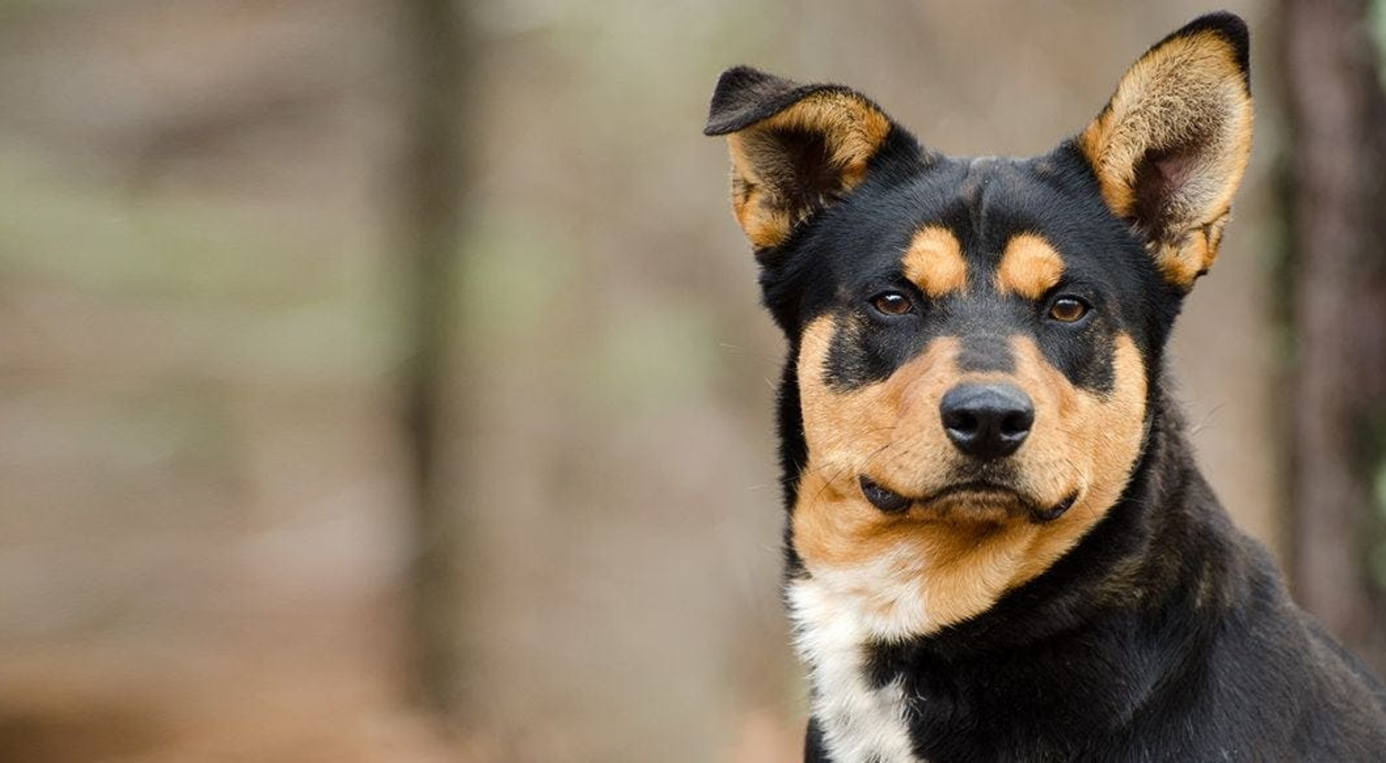 What’s the best dog food for a Lancashire Heeler?