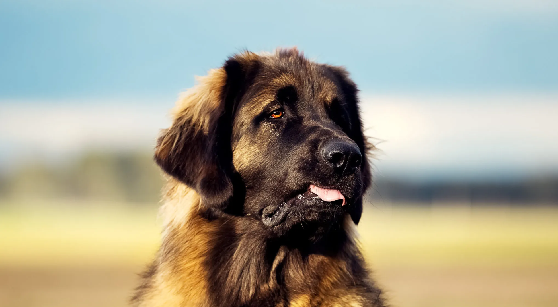 What’s the best dog food for a Leonberger?