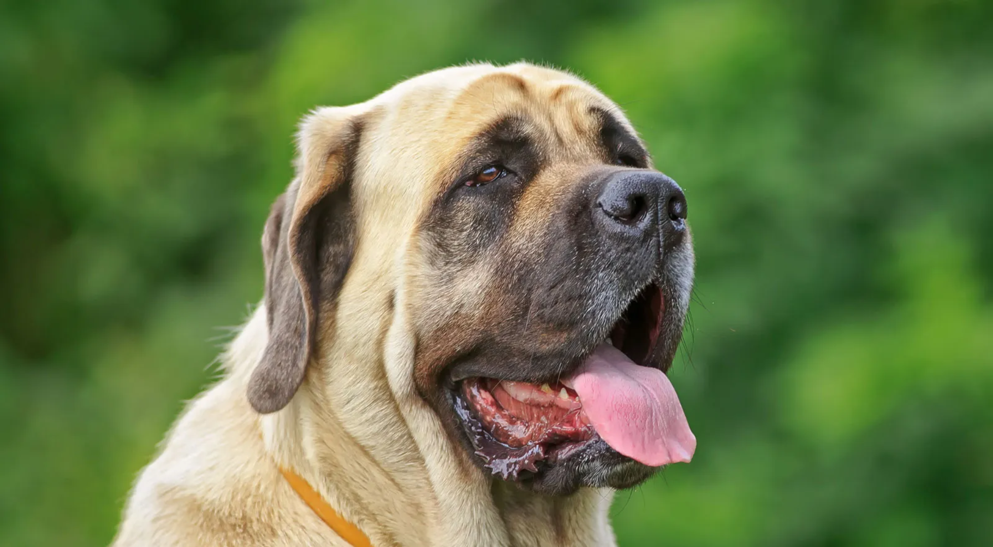 What’s the best dog food for a Mastiff?