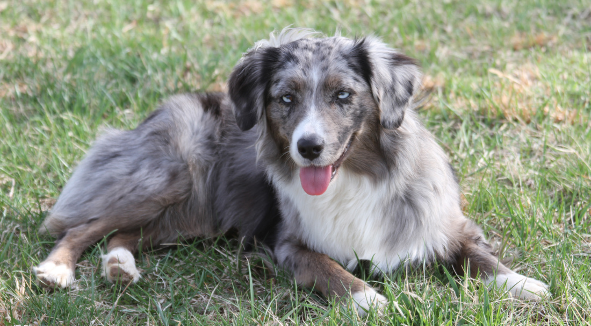 What’s the best dog food for a Miniature American Shepherd?