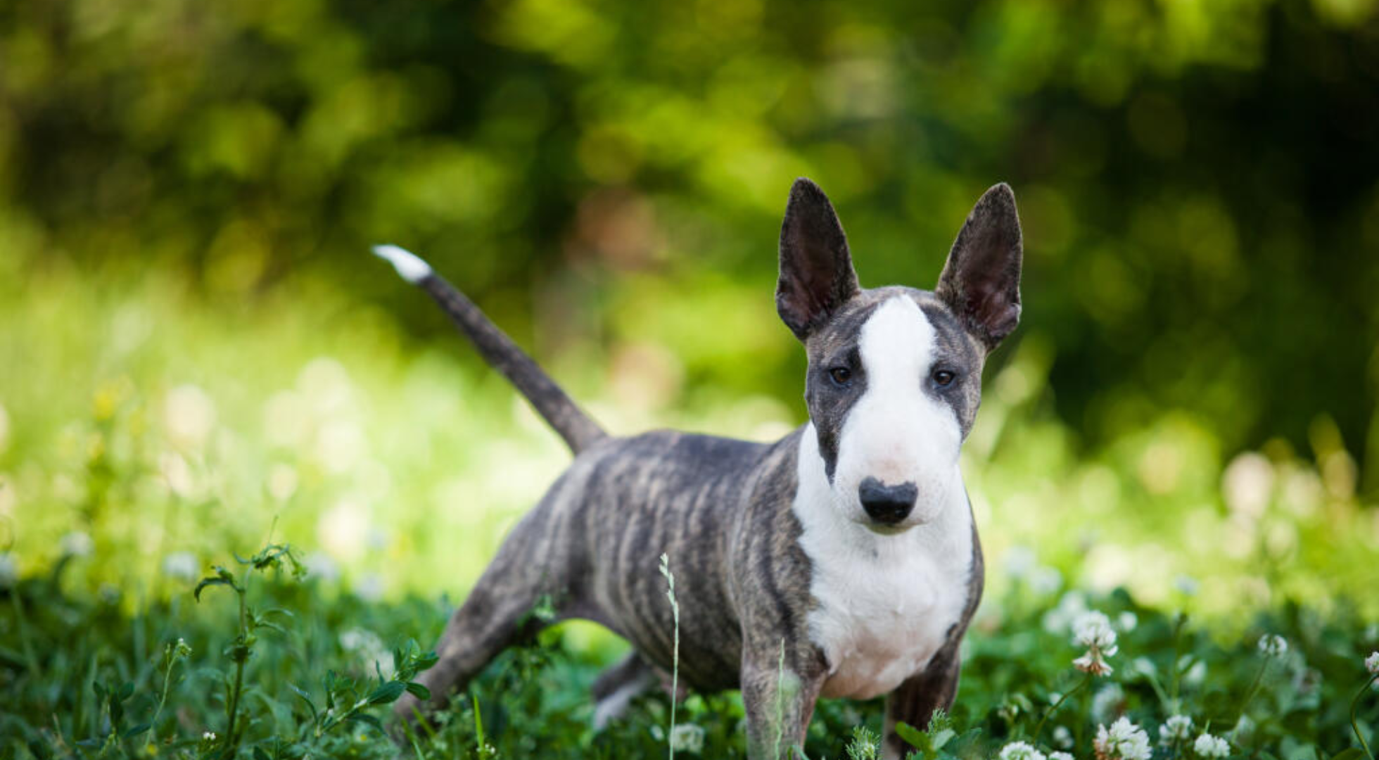 What’s the best dog food for a Miniature Bull Terrier?