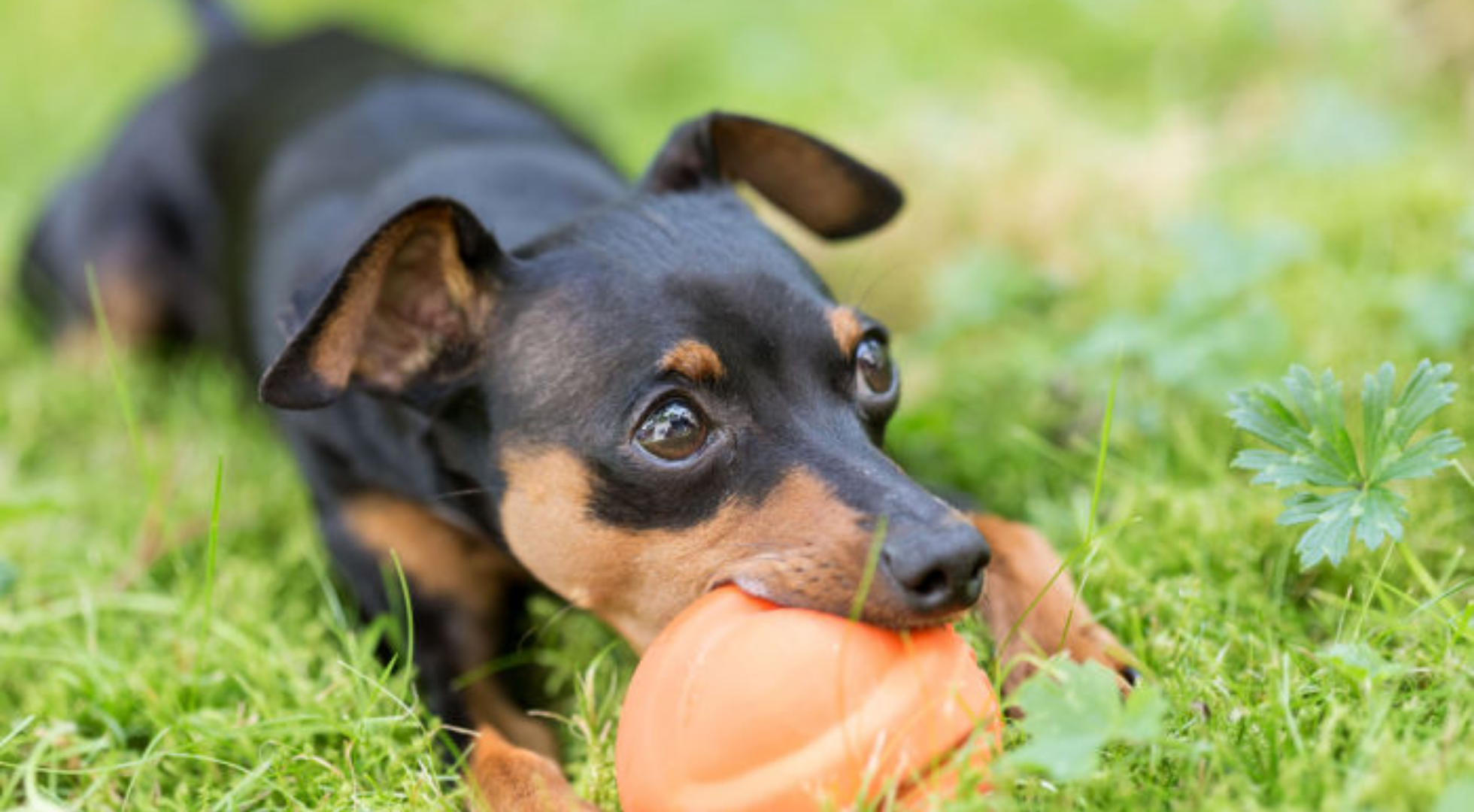 What’s the best dog food for a Miniature Pinscher?
