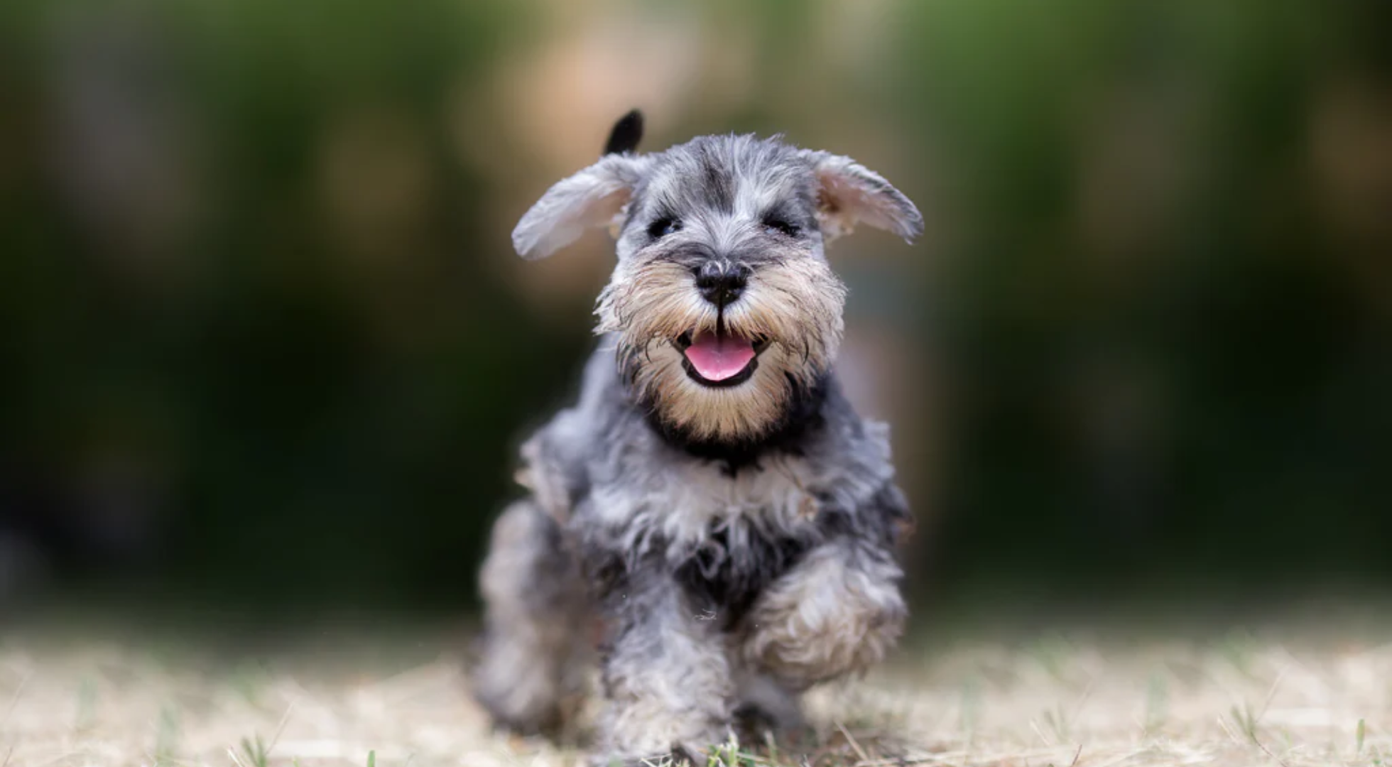 Miniature Schnauzer dog outdoors — best dog food for Miniature Schnauzers
