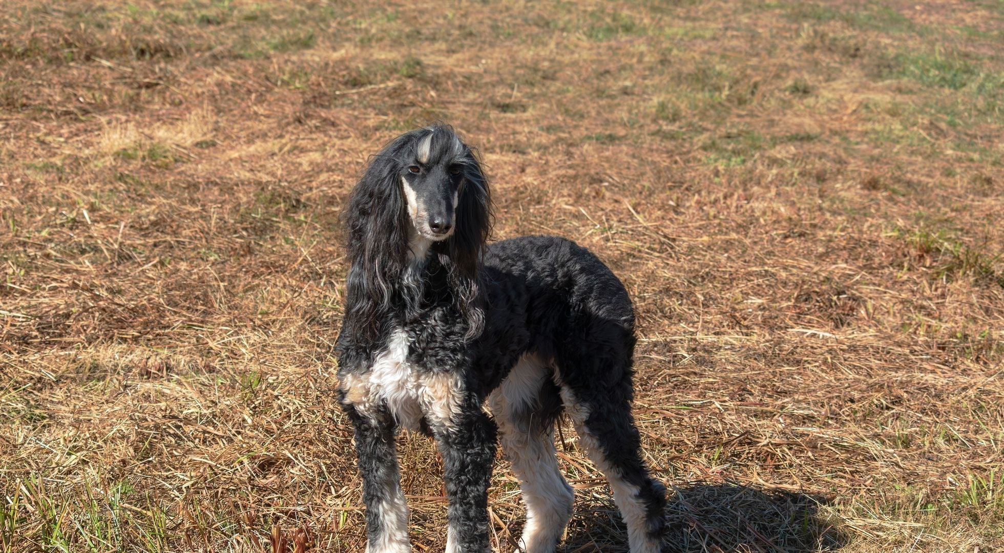 Afghan Hound standing gracefully in an autumn field — best dog food for Afghan Hounds