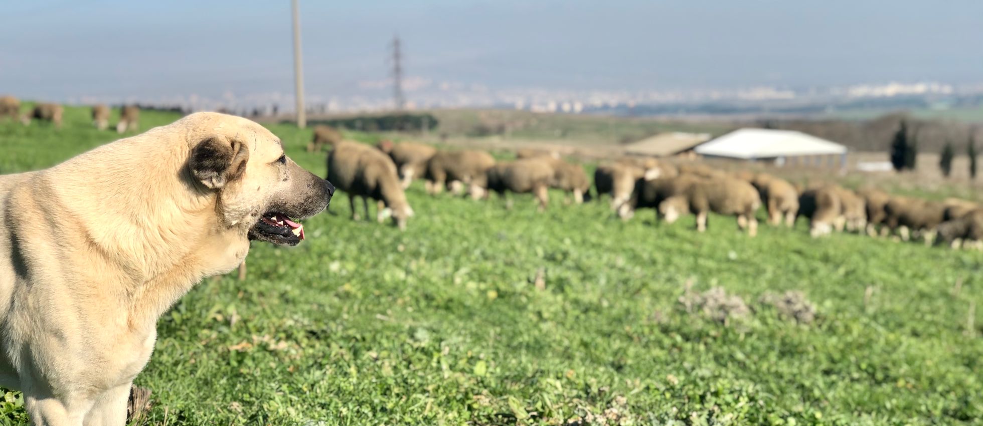 Anatolian Shepherd dog standing watch in a green field — best dog food for Anatolian Shepherds