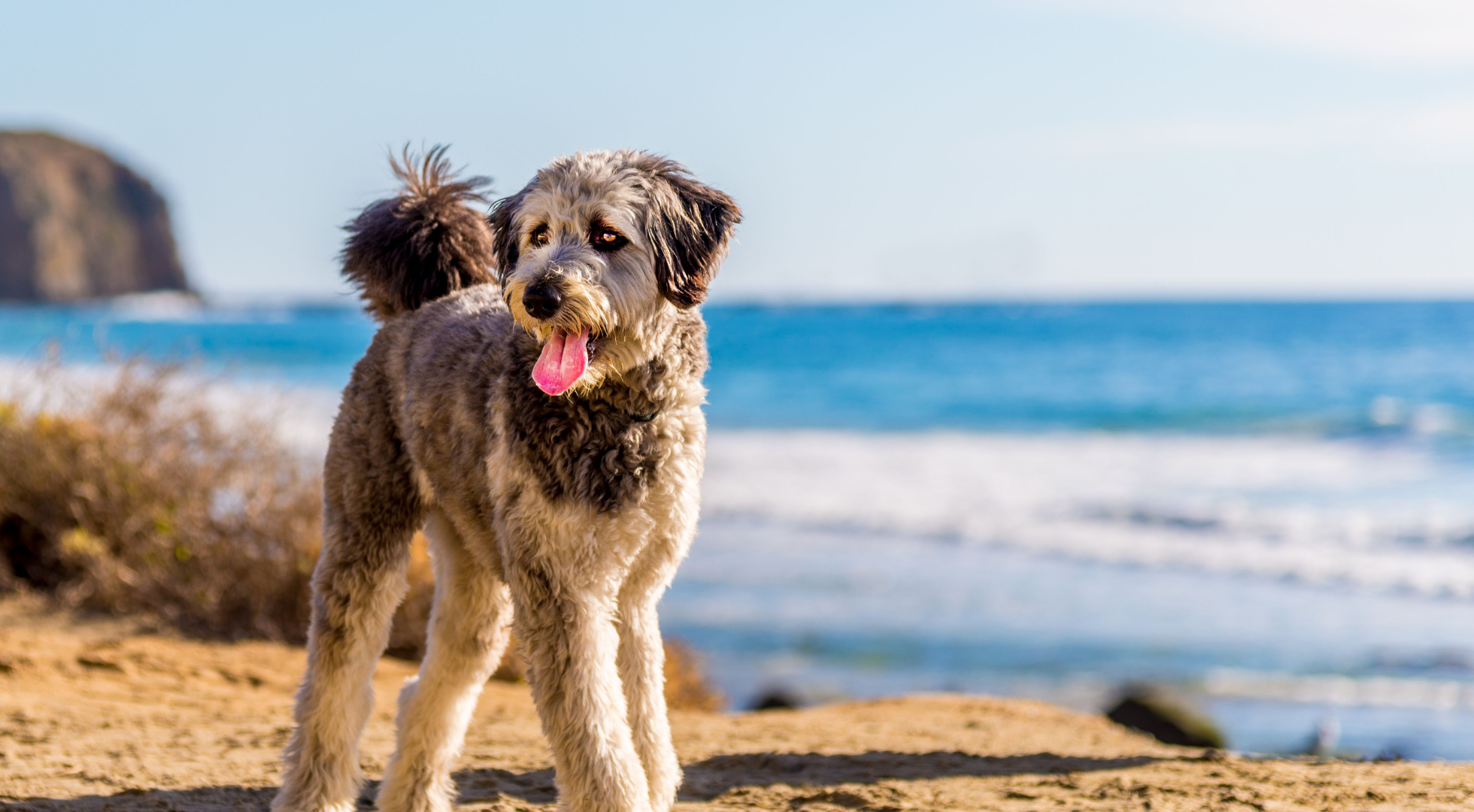 What is the best dog food for an Aussiedoodle?