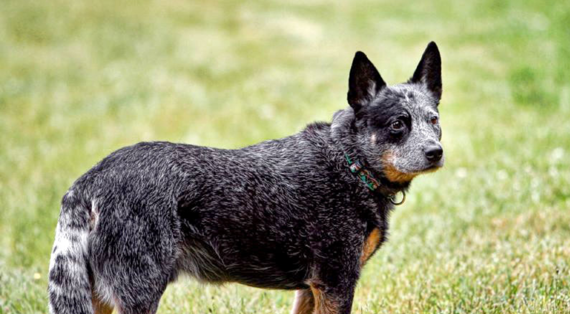 What’s the best dog food for an Australian Cattle Dog?