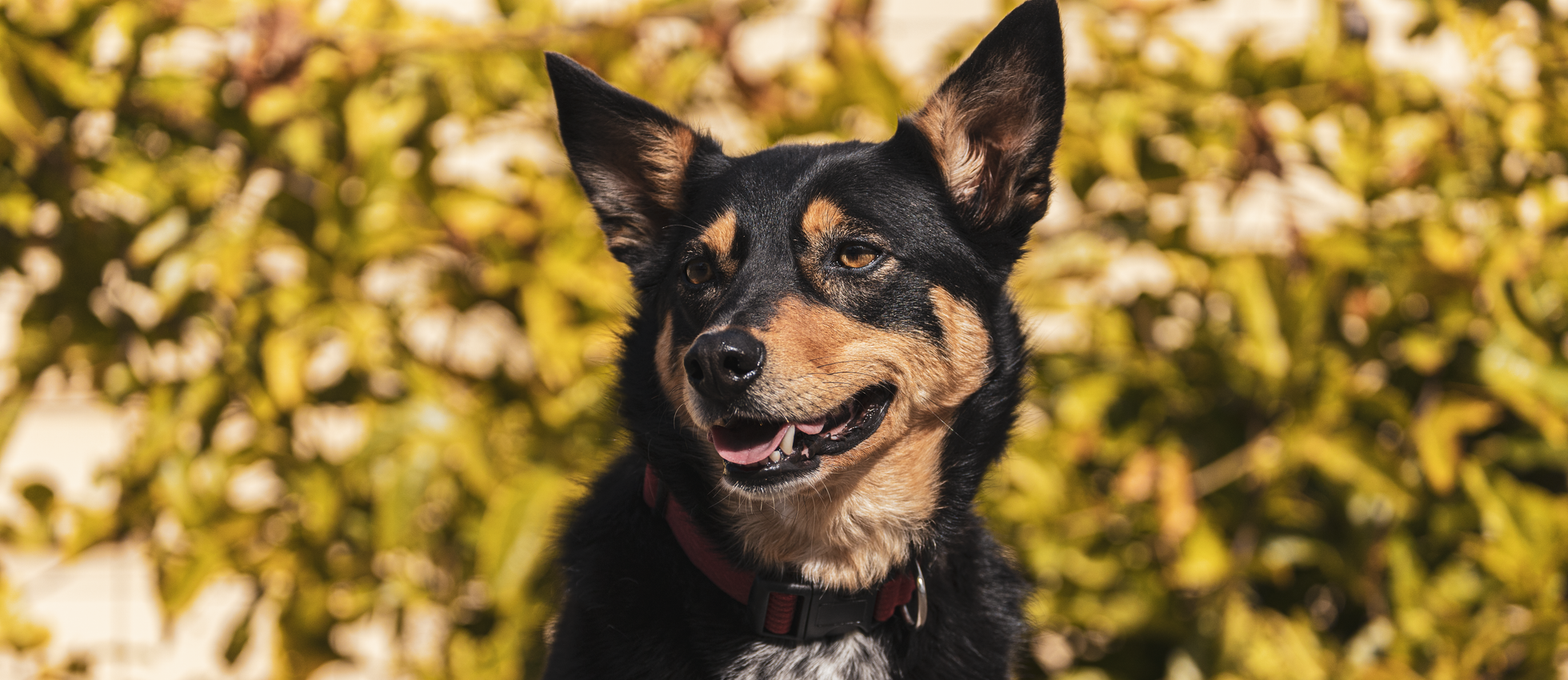 Australian Kelpie dog sitting outdoors surrounded by greenery — best dog food for Australian Kelpies
