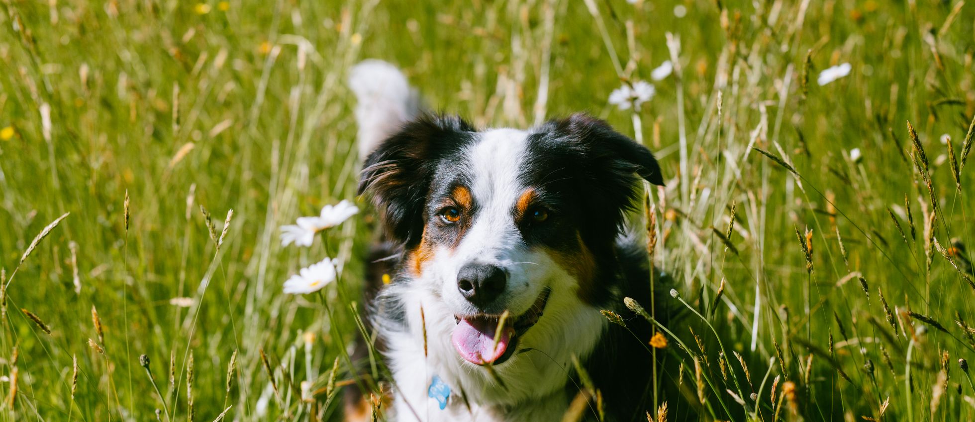 Australian Shepherd dog playing in a sunny field of daisies — best dog food for Australian Shepherds
