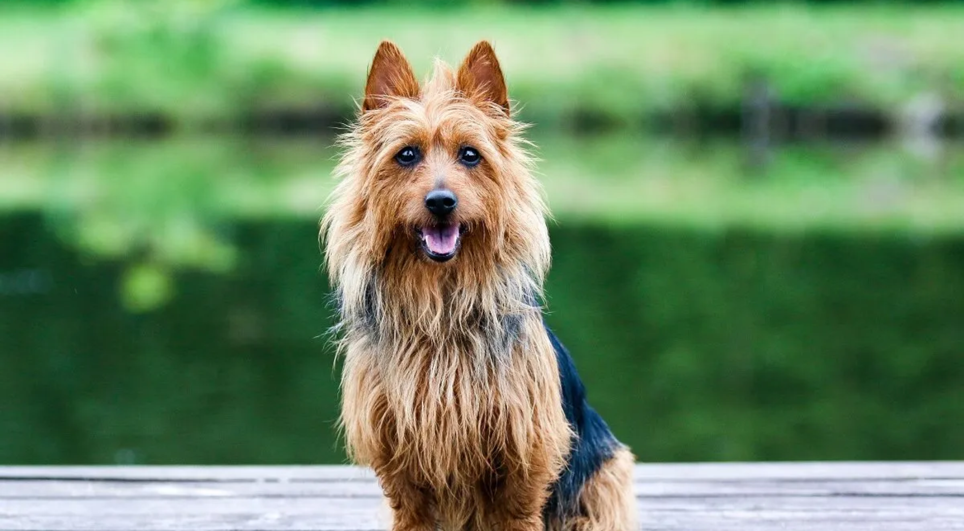 What is the best dog food for Australian Terriers?