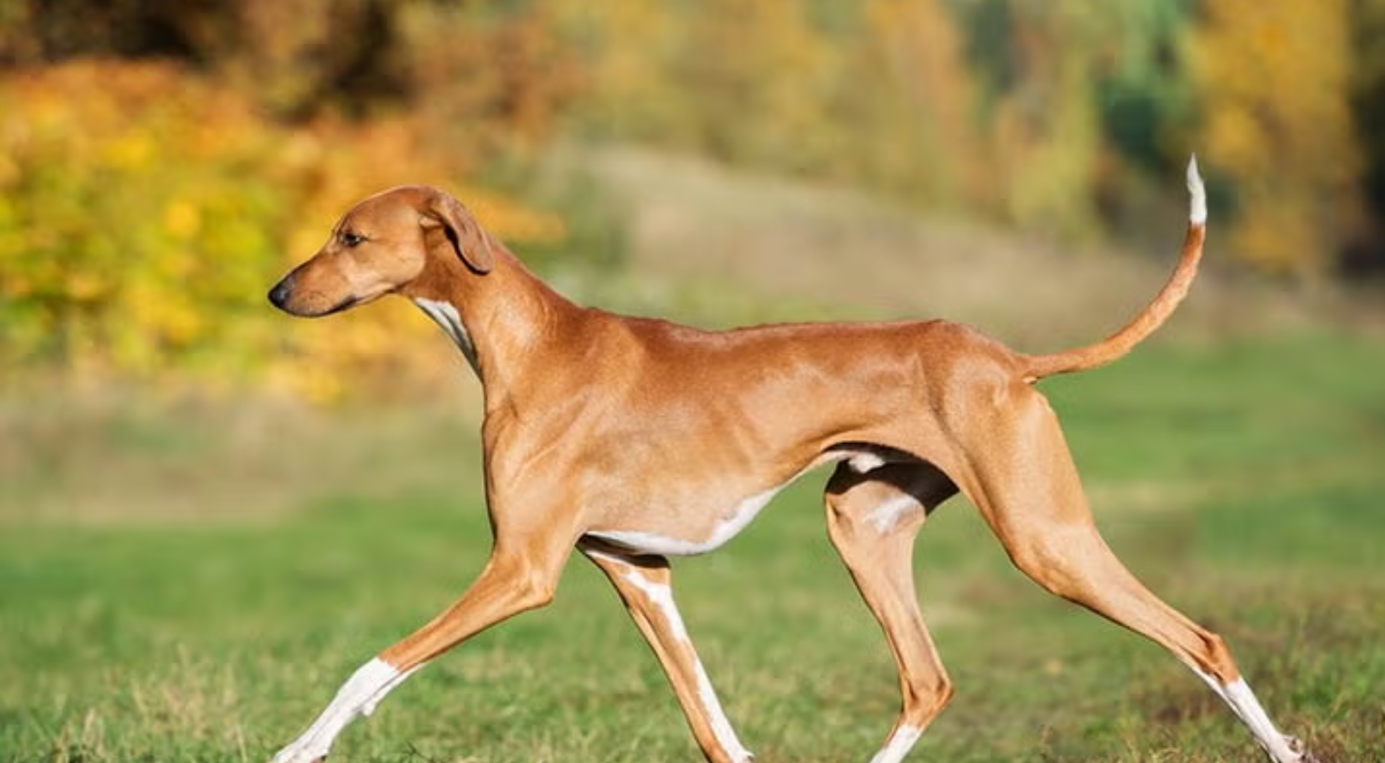 What is the best dog food for Azawakh?