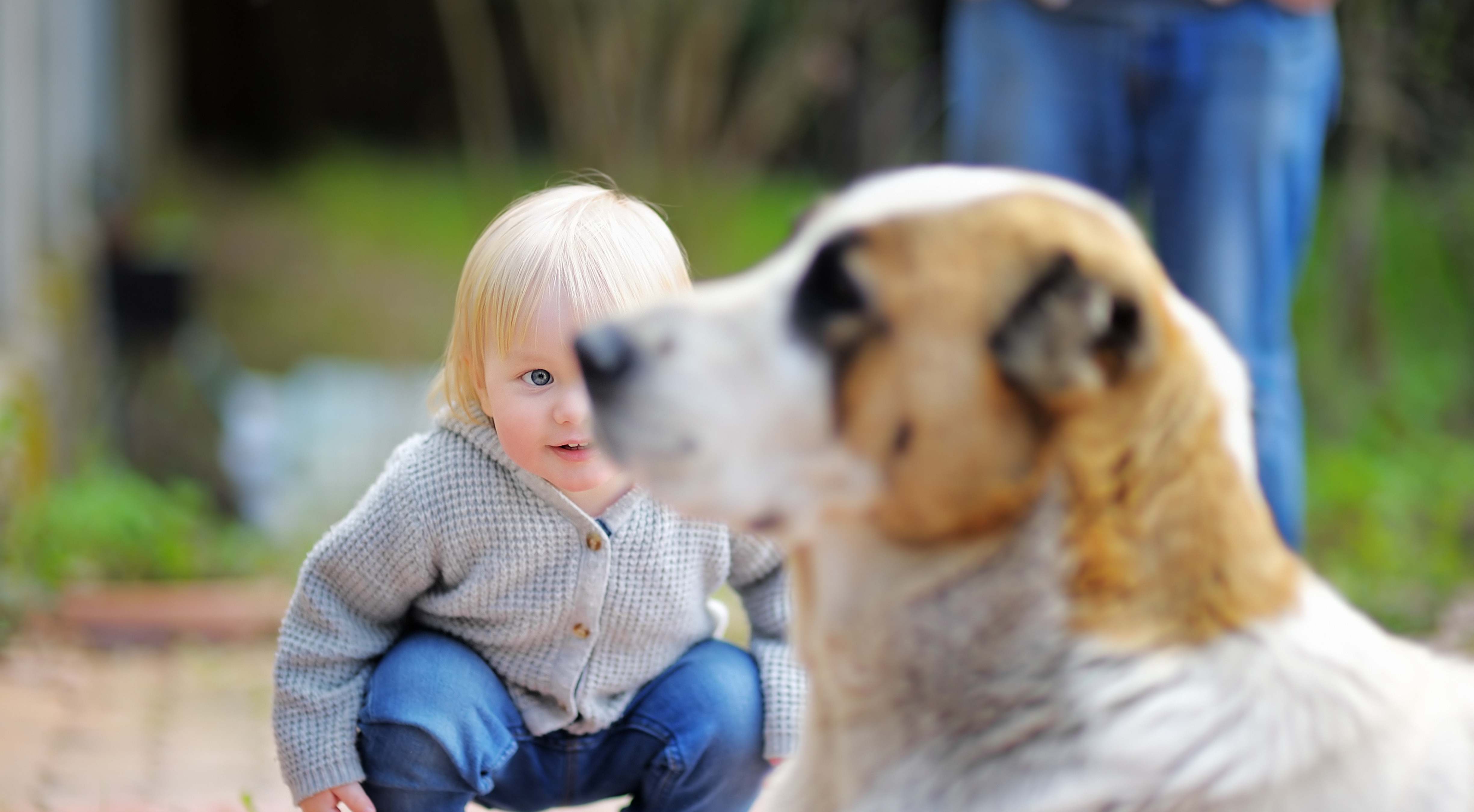 Dog Meets Baby: Toddler and Dog Interaction Essentials