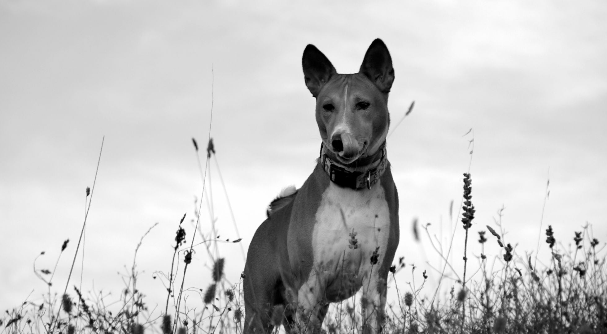 Basenji dog standing in tall grass — best dog food for Basenjis