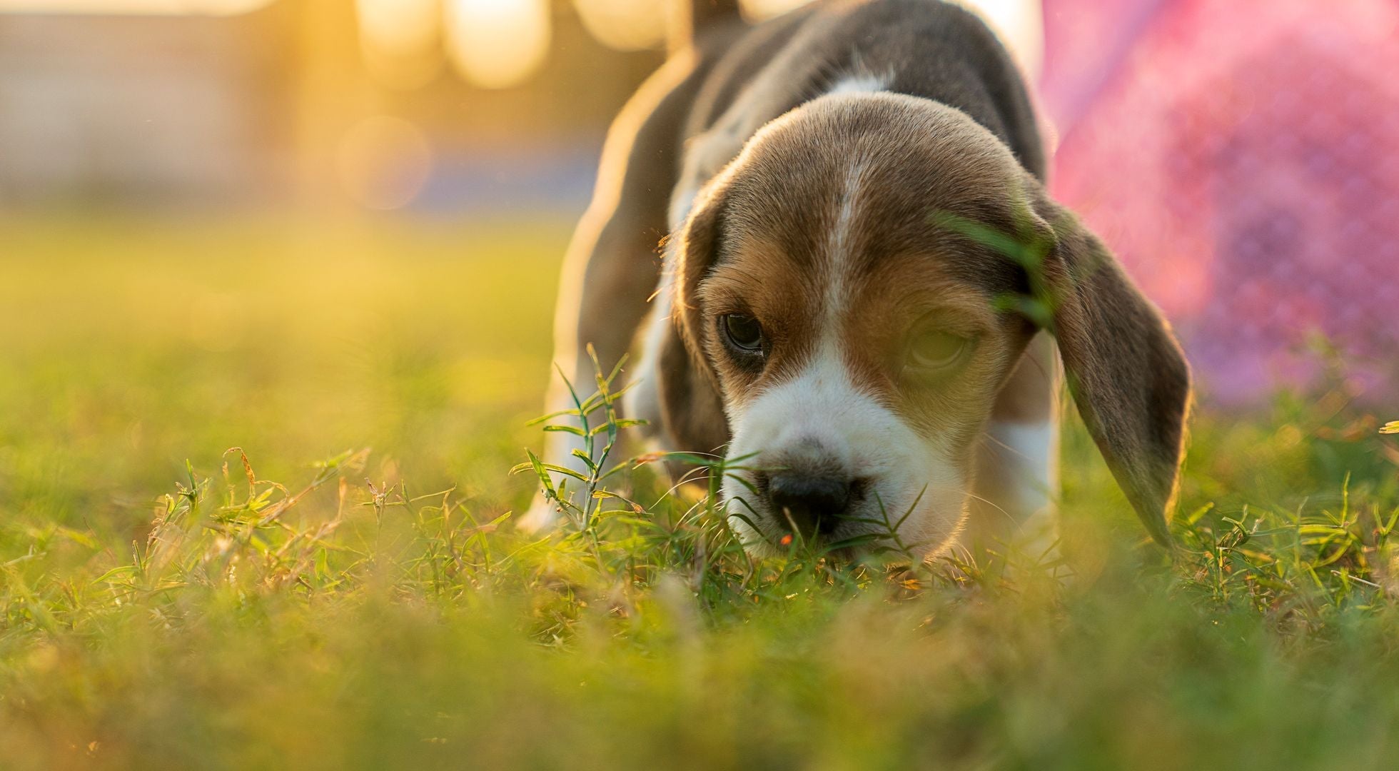 Beagle dog walking through a meadow — best dog food for Beagles