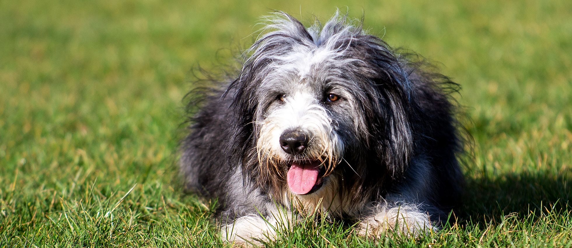 Bearded Collie dog lying on green grass — best dog food for Bearded Collies