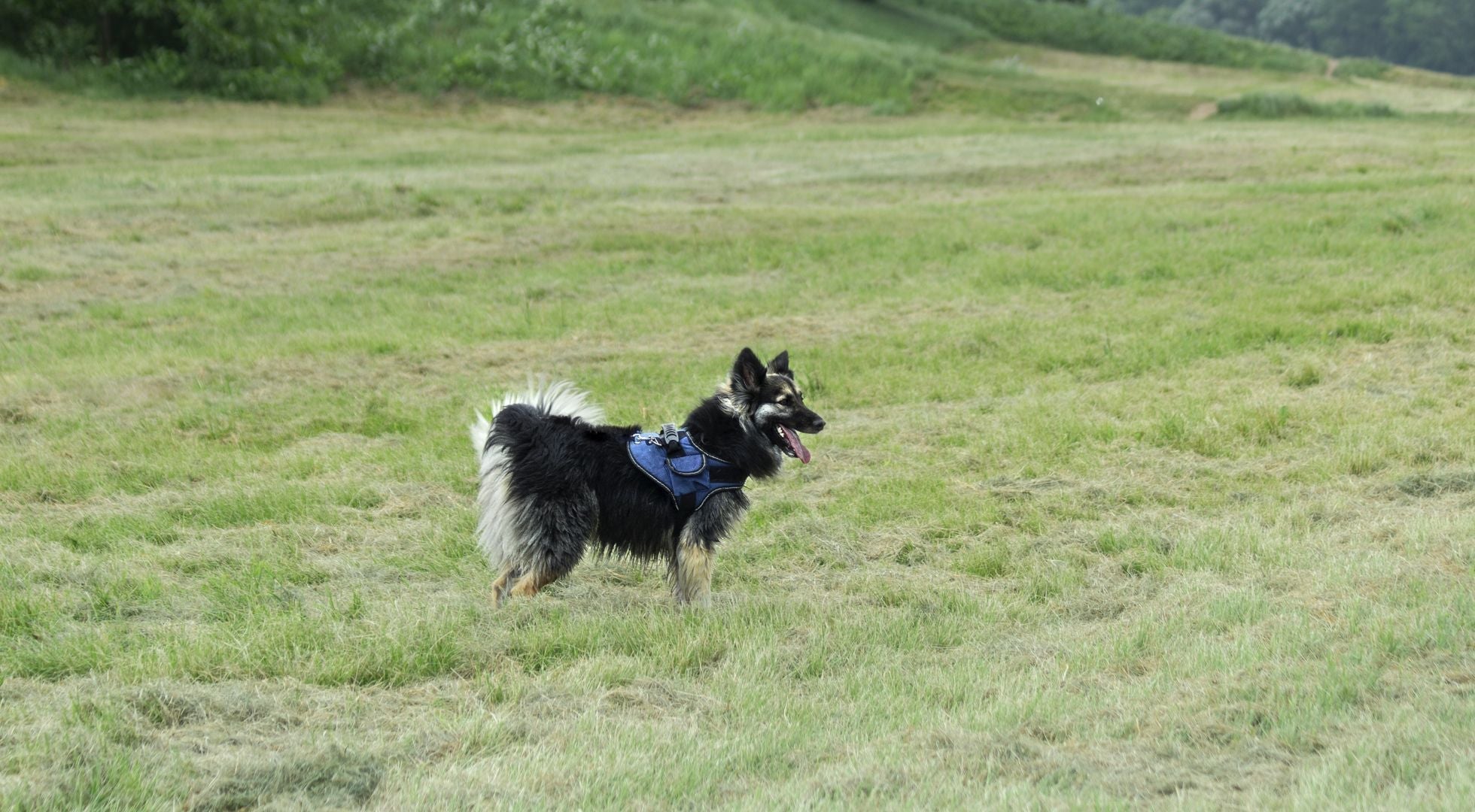 Belgian Tervuren dog running in a green field — best dog food for Belgian Tervurens