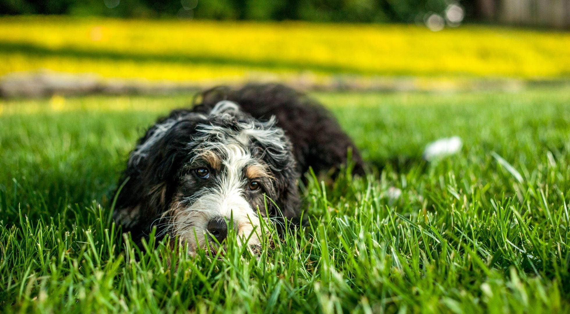 Bernedoodle puppy relaxing on green grass — best dog food for Bernedoodles